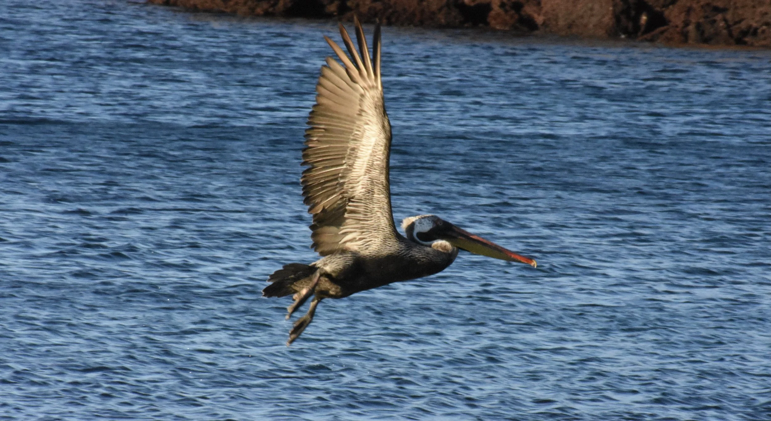 A pelican flying low over the water with its wings spread wide, over a body of water with a rocky shoreline in the background.
