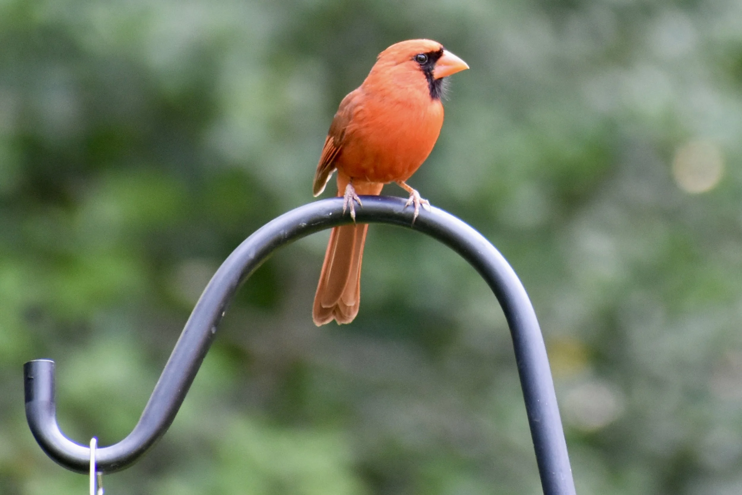 A red bird perches on a curved metal hook outdoors, with a blurred green background.