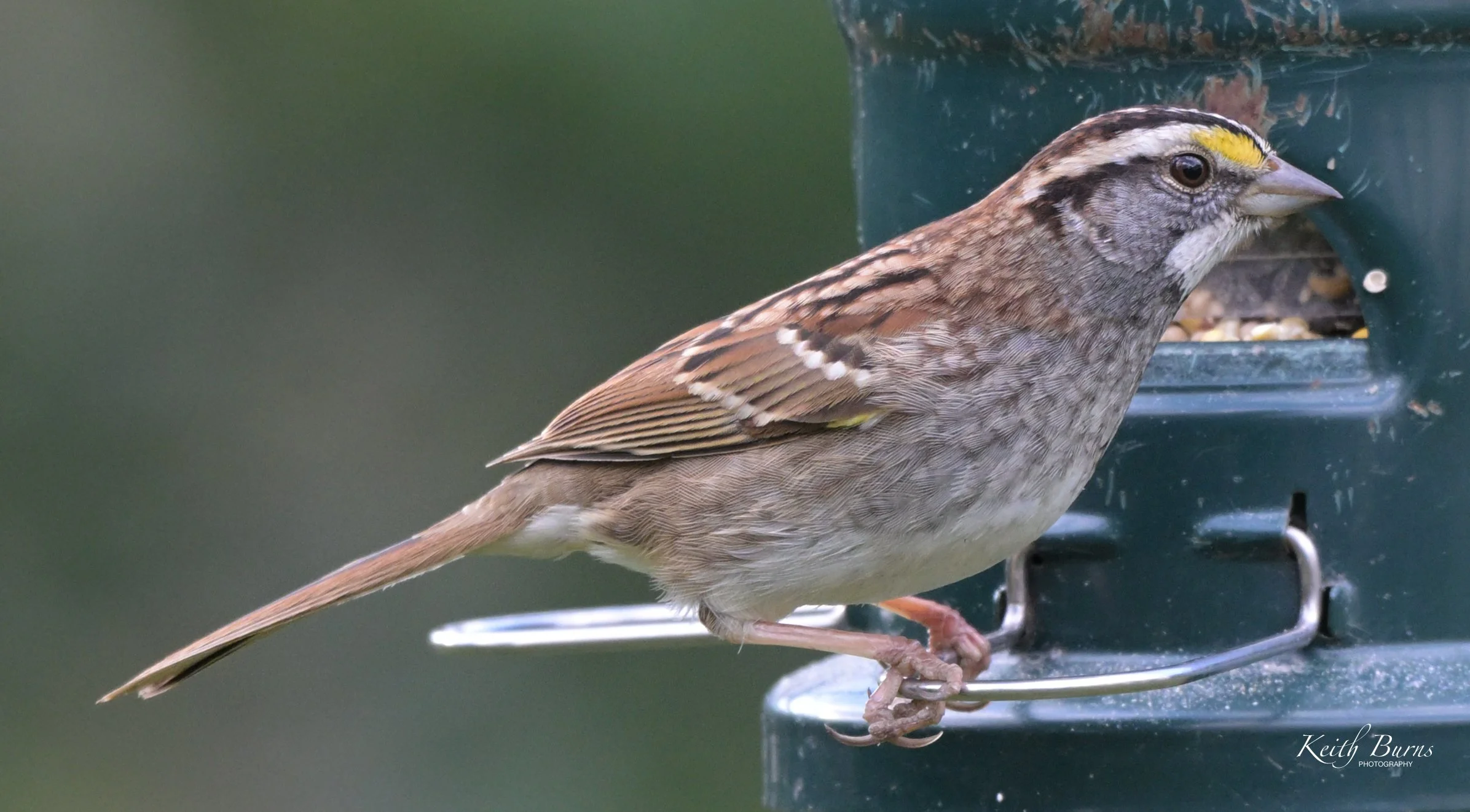 A small brown bird with streaked feathers, a yellow patch near its eye, and a sharp beak perched on a feeder with seeds.