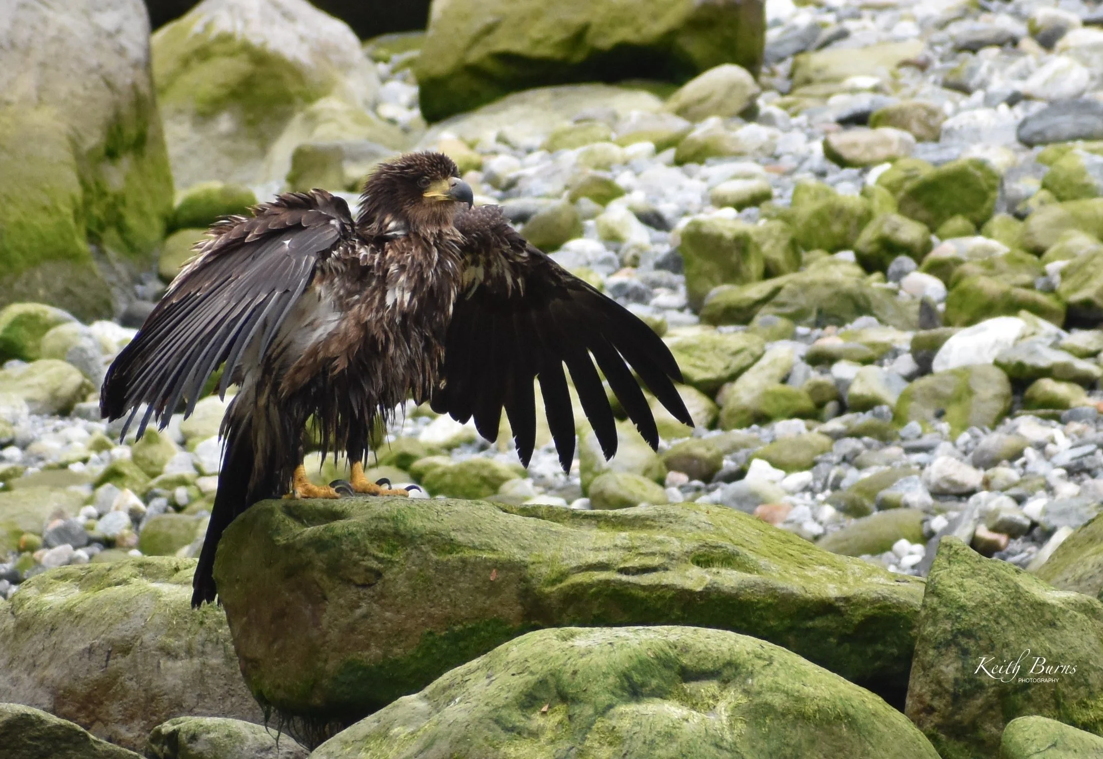 KB Alaska Wet Fledgling Eagle.jpeg