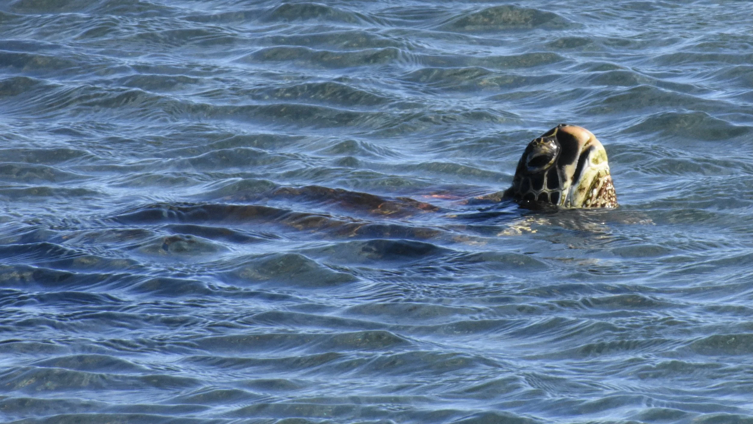 A sea turtle swimming in the ocean with its head above the water.