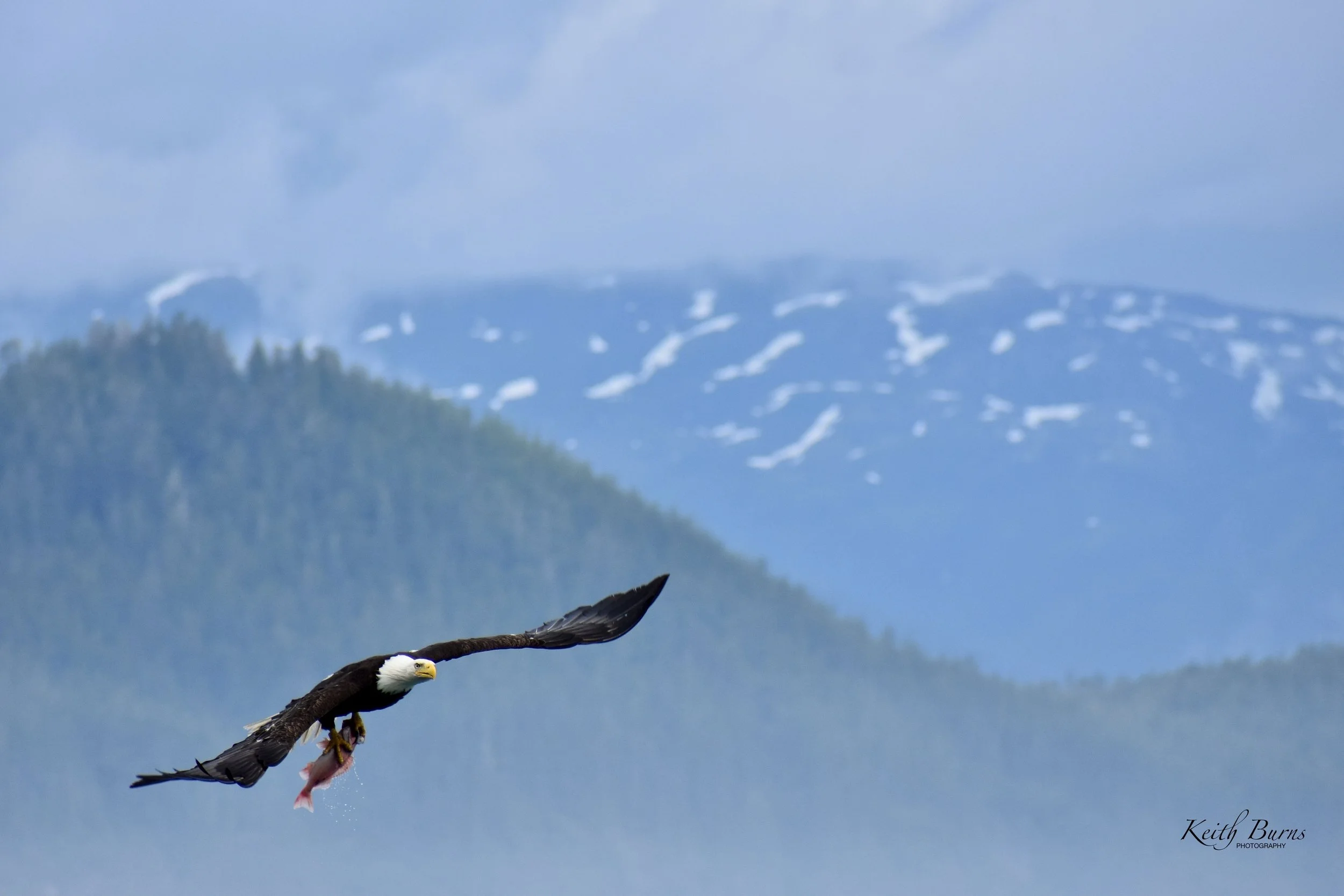 Bald eagle flying over a mountain landscape with snow-capped peaks in the background, carrying a fish in its talons.