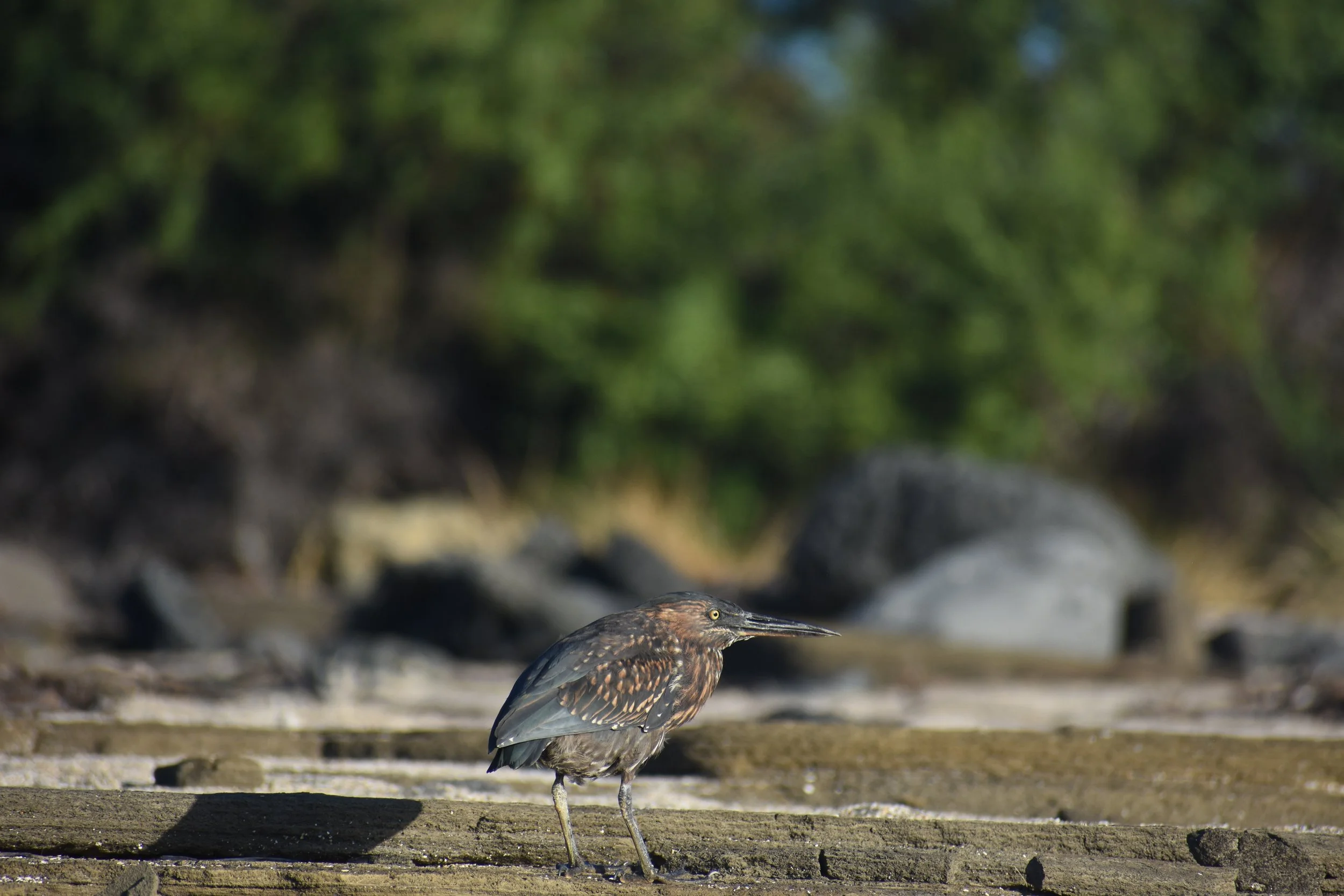 A heron standing on a wooden surface outdoors with greenery in the background.
