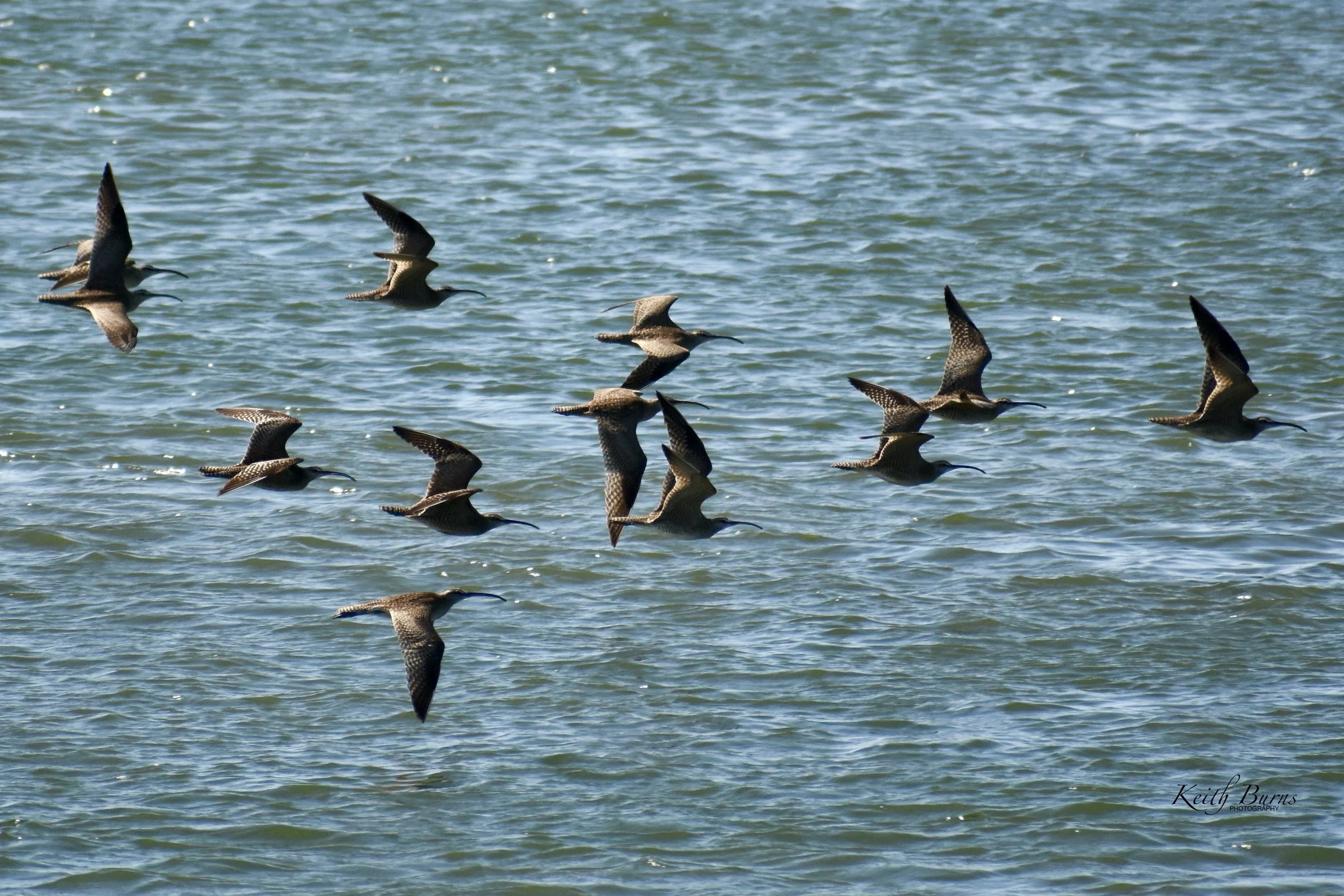 A group of shorebirds flying low over water, with some birds soaring with wings spread.