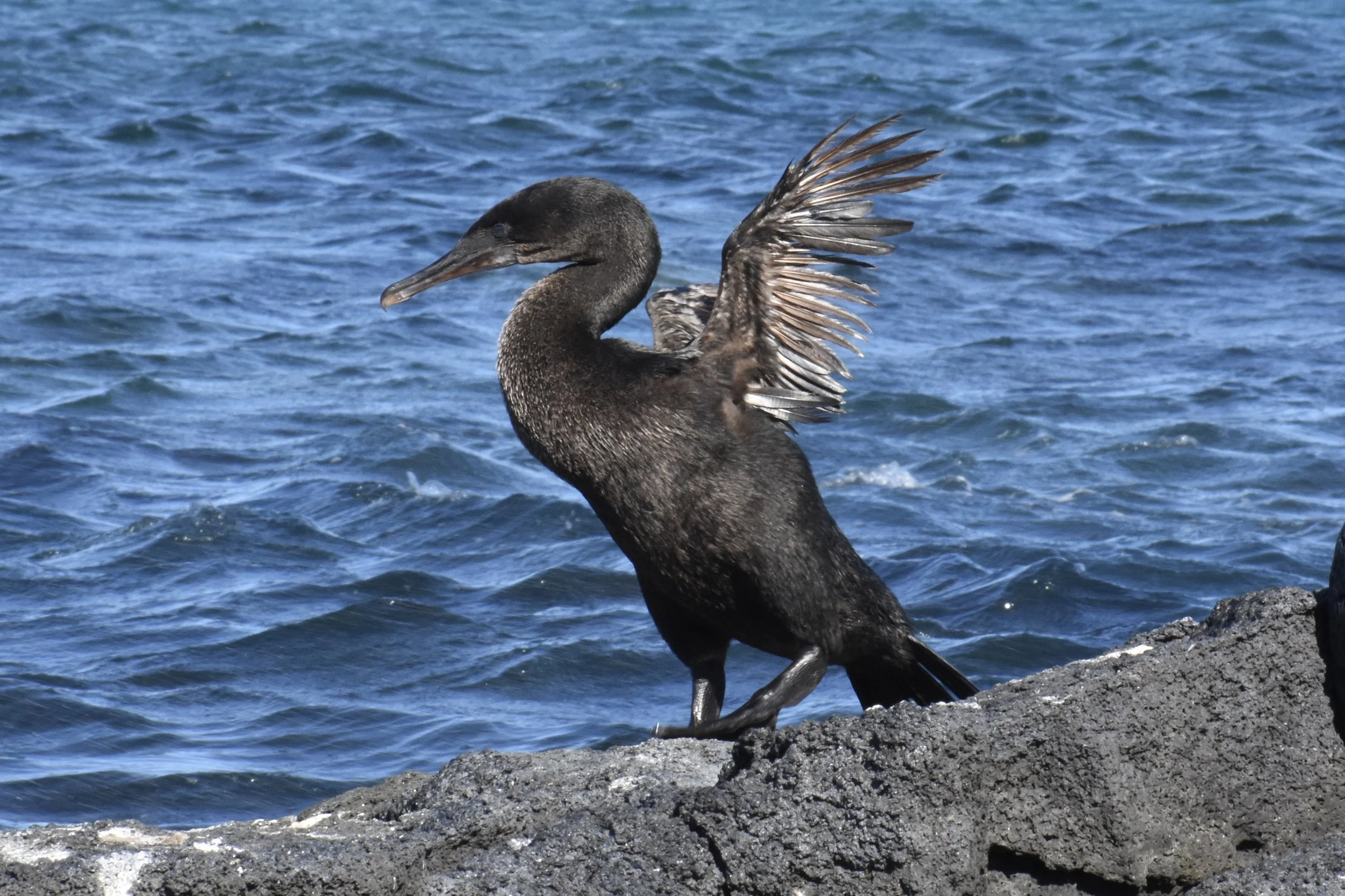 A black seabird, possibly a cormorant, standing on a rock by the water with wings partially open.