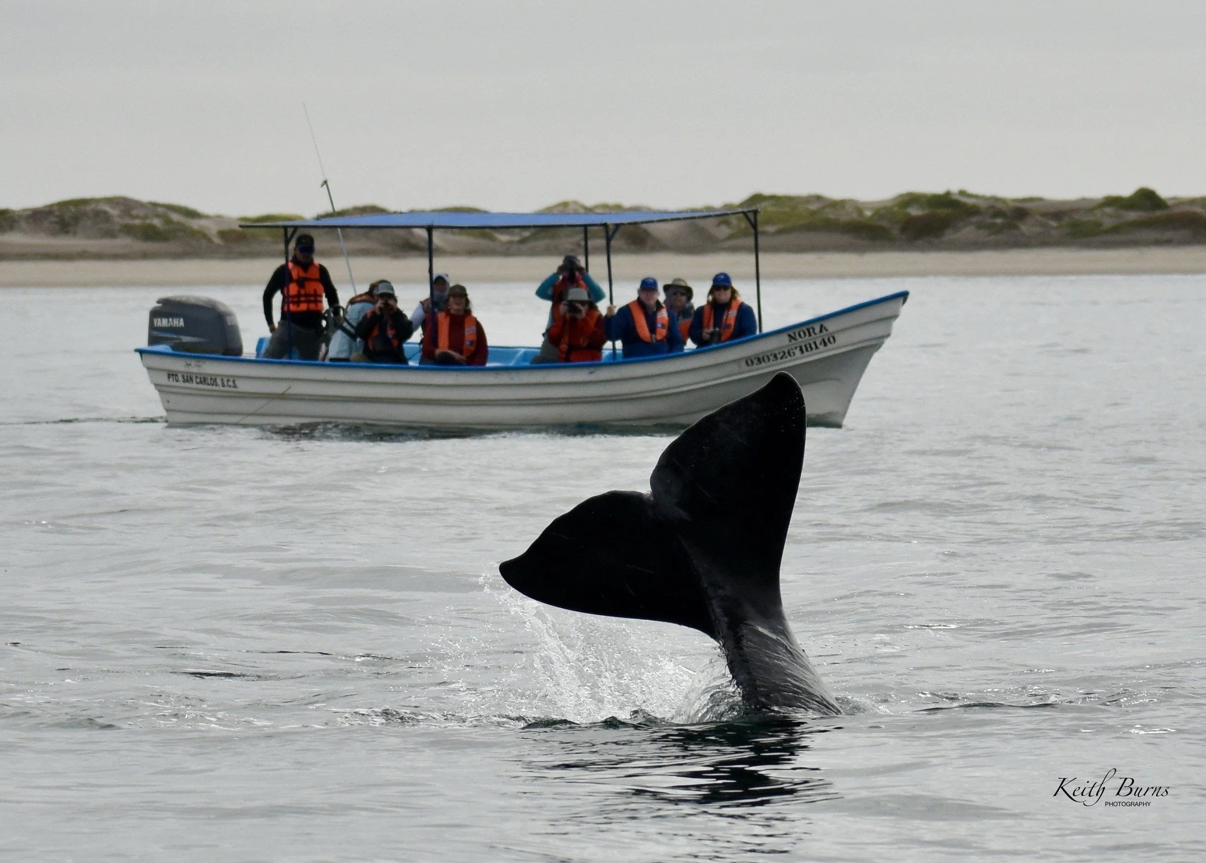 A whale's tail emerging from the water near a boat with passengers observing, in a gray, overcast setting.