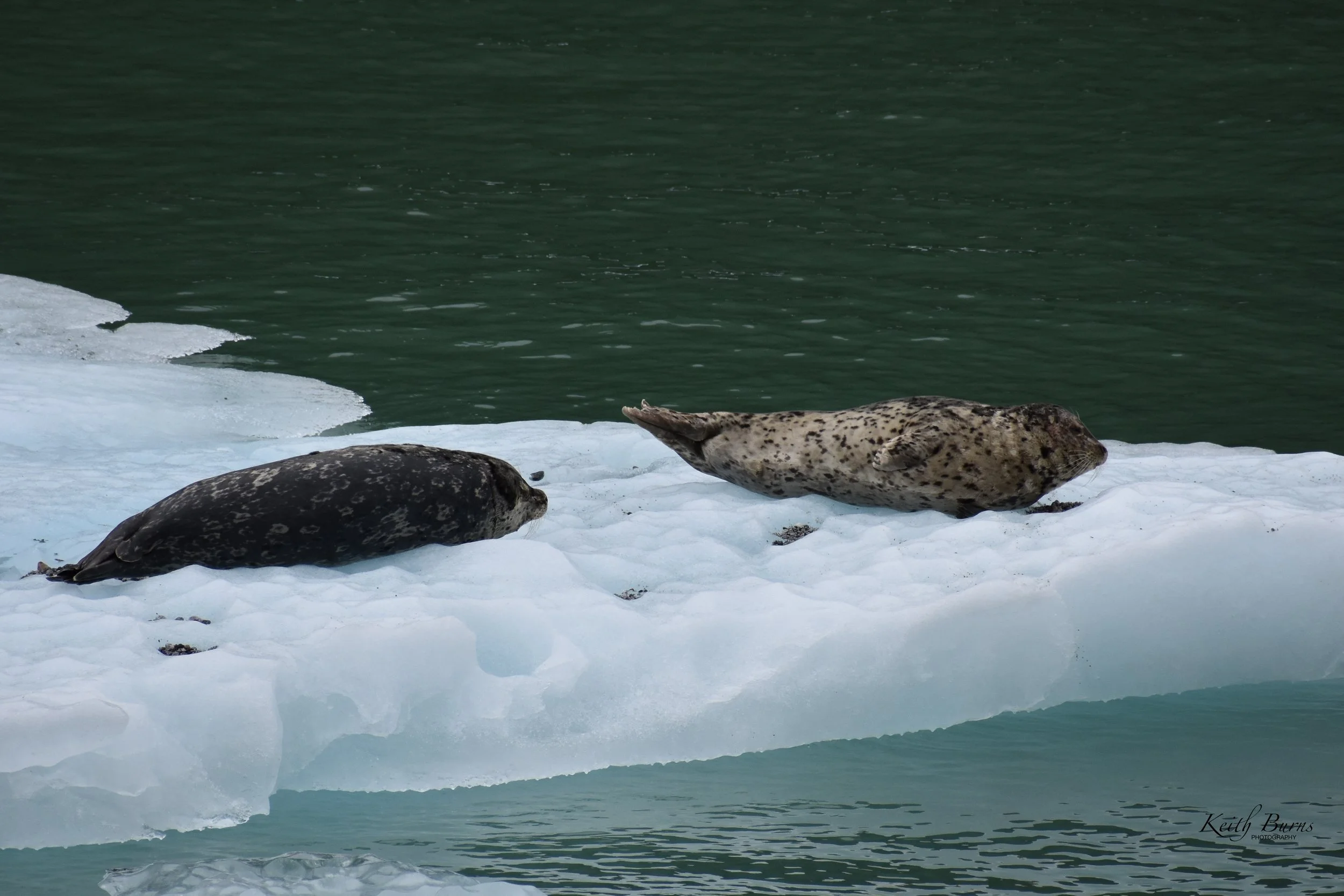 KB Alaska Harbor Seals Ice Floating.jpeg