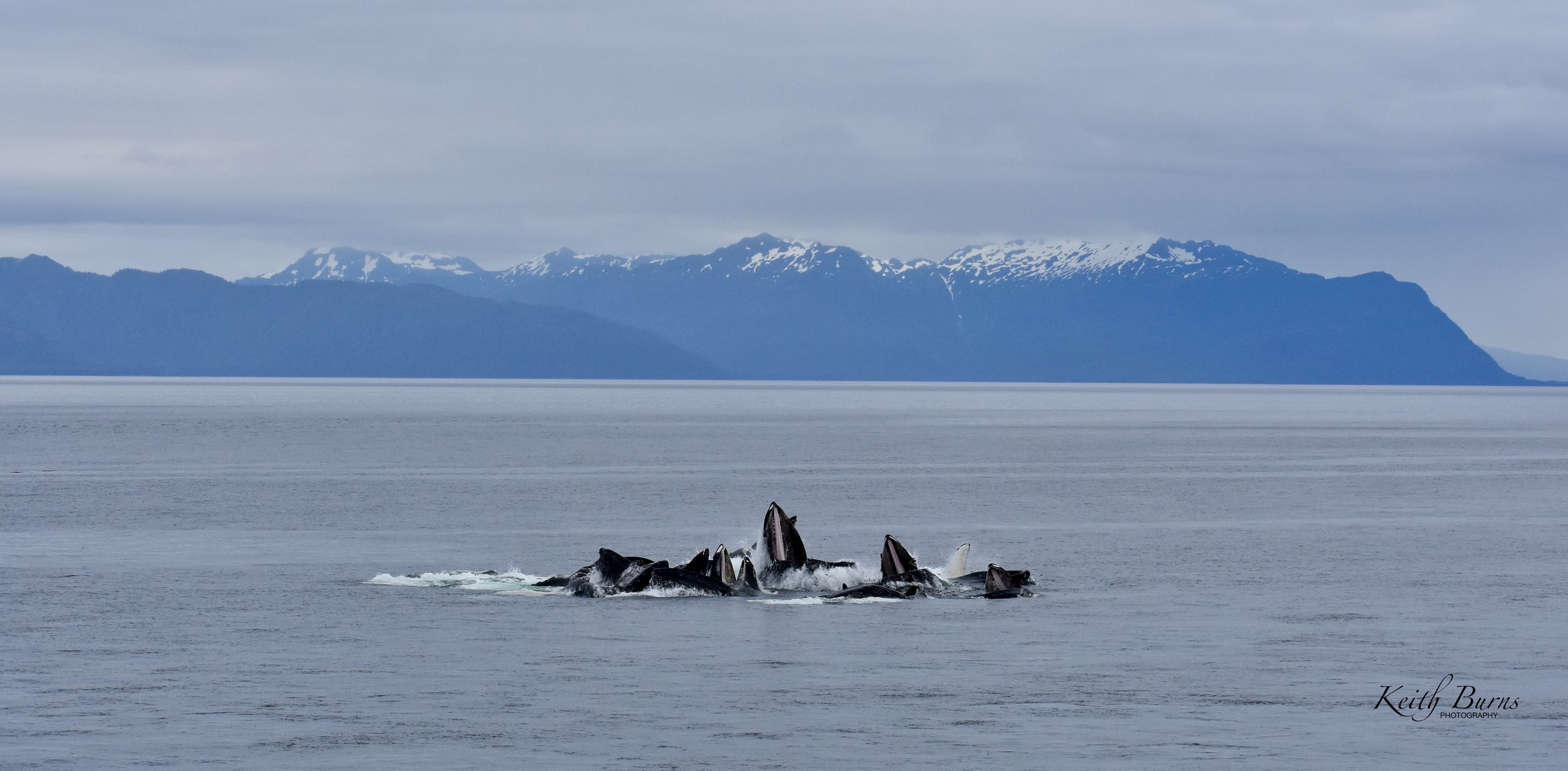 A group of orcas, also known as killer whales, swimming together in the ocean with snow-capped mountains in the background under a cloudy sky.
