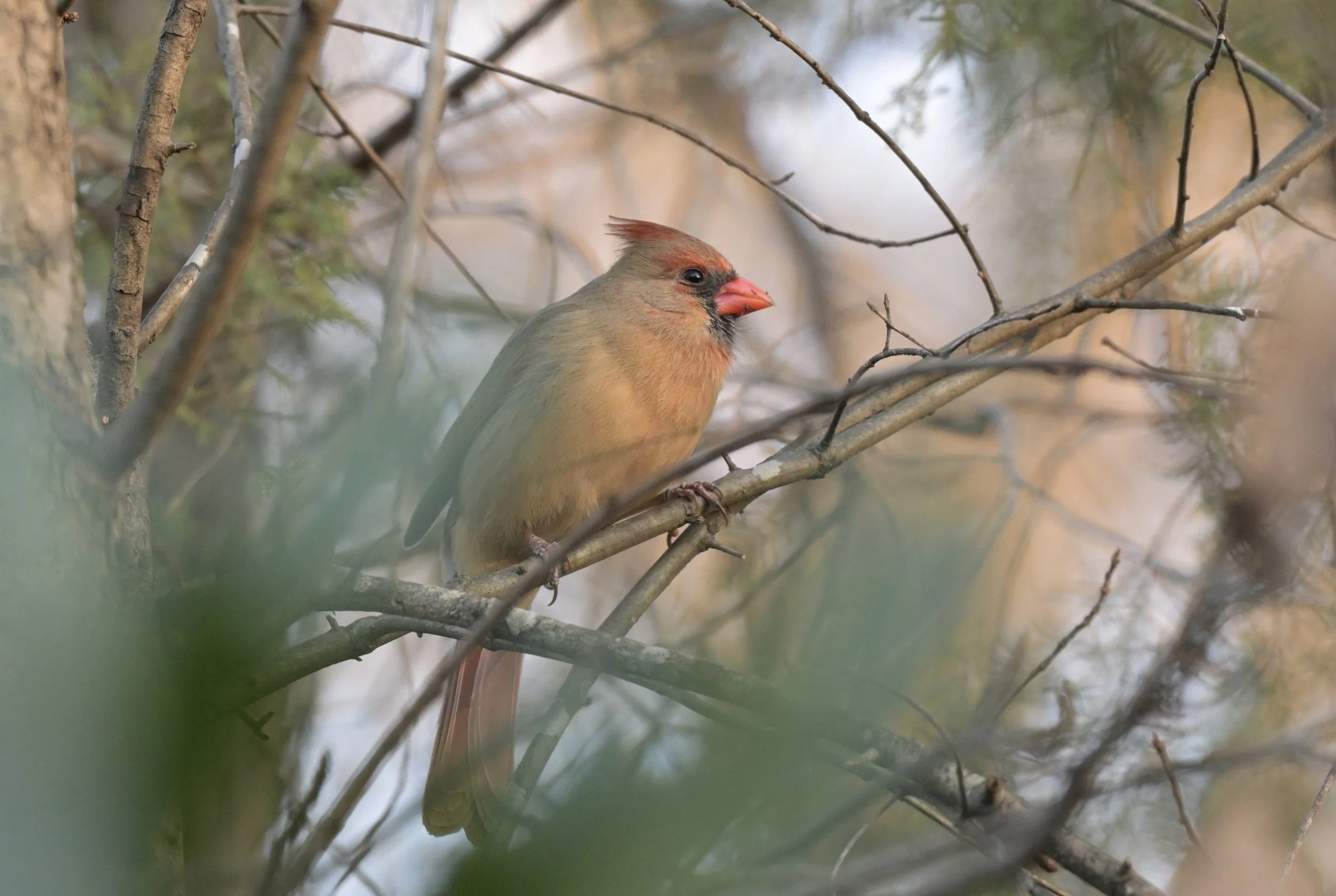 A female Northern cardinal bird perched on a tree branch among sparse branches and foliage.