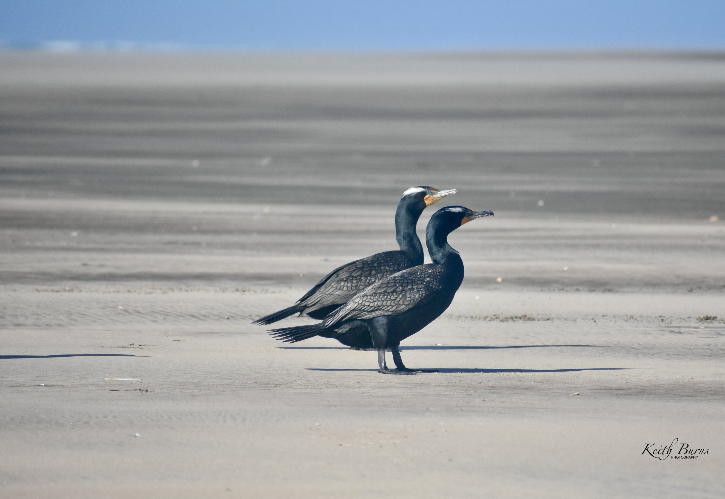 Two dark-colored seabirds with orange markings on their beaks standing on a sandy beach with the ocean and blue sky in the background.