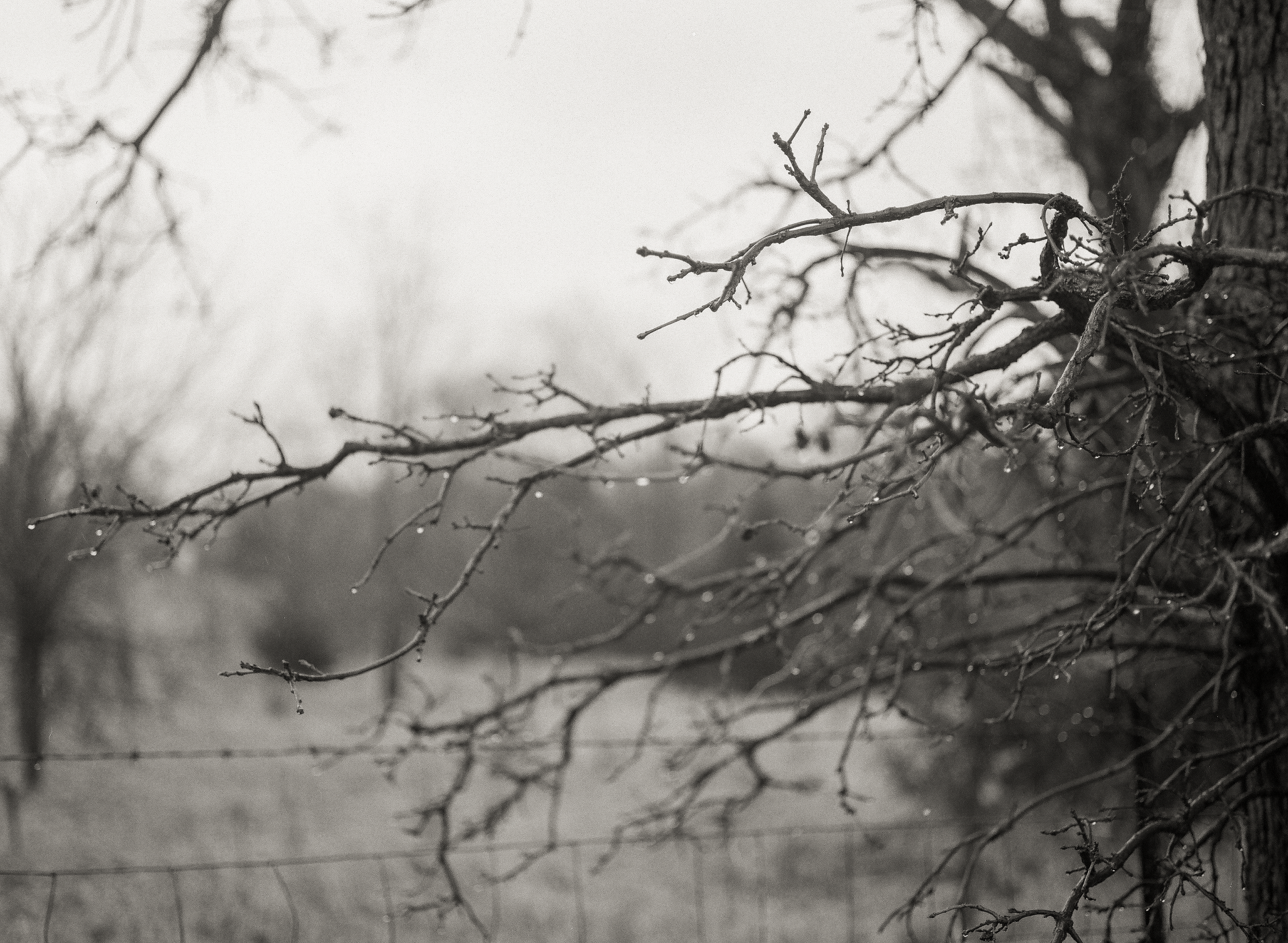 water on branches.png