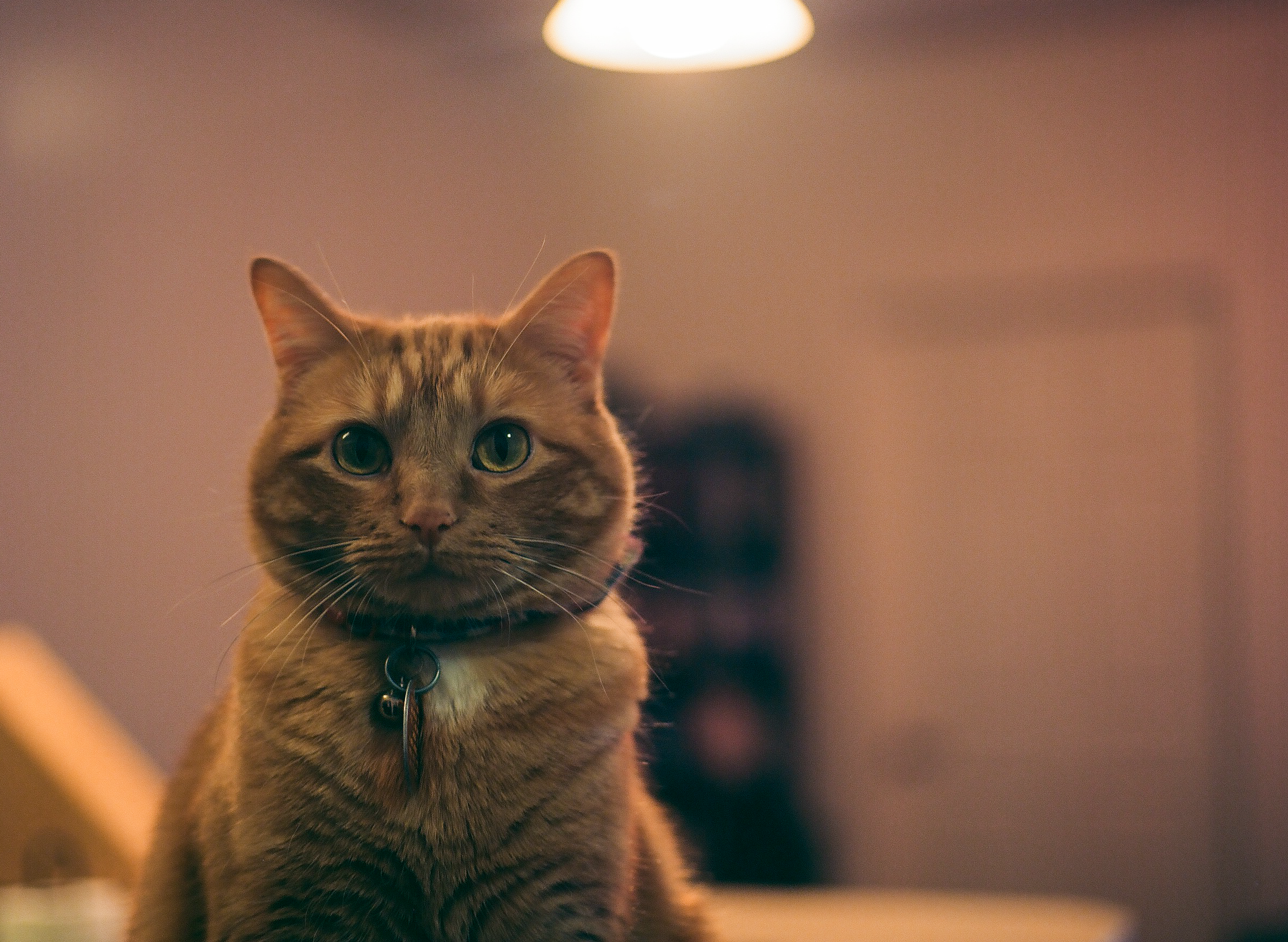 O'Malley February.png