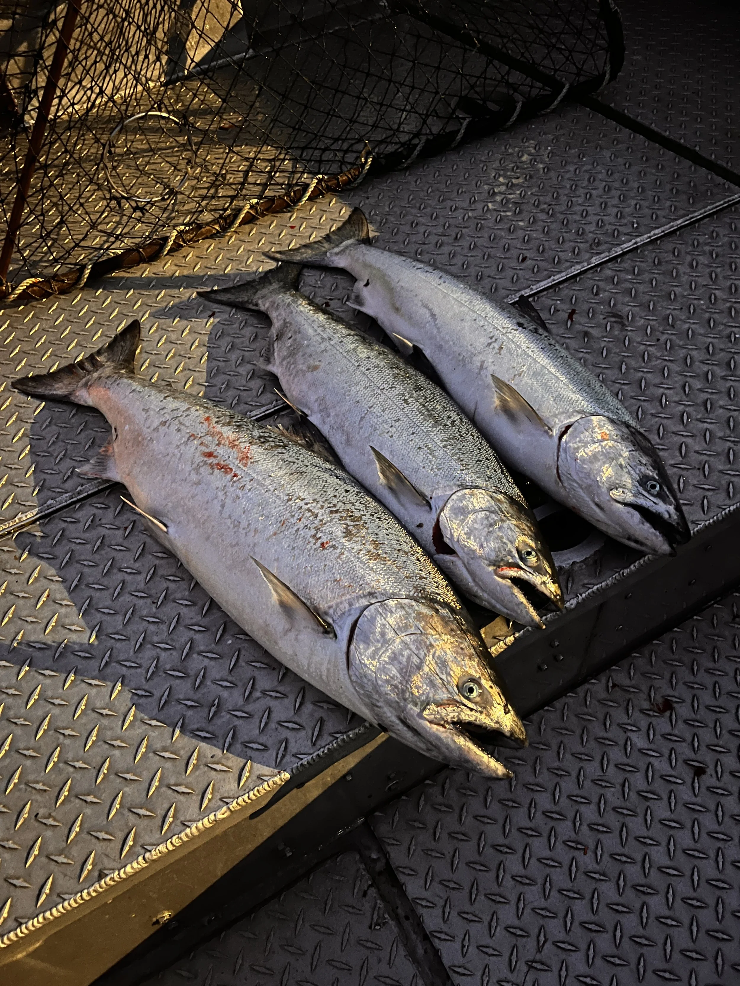 Three large fish with silver bodies and darker backs lying on a textured metal surface.