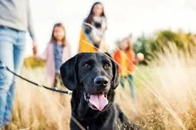 Who Gets to Keep the Dog in a Divorce?