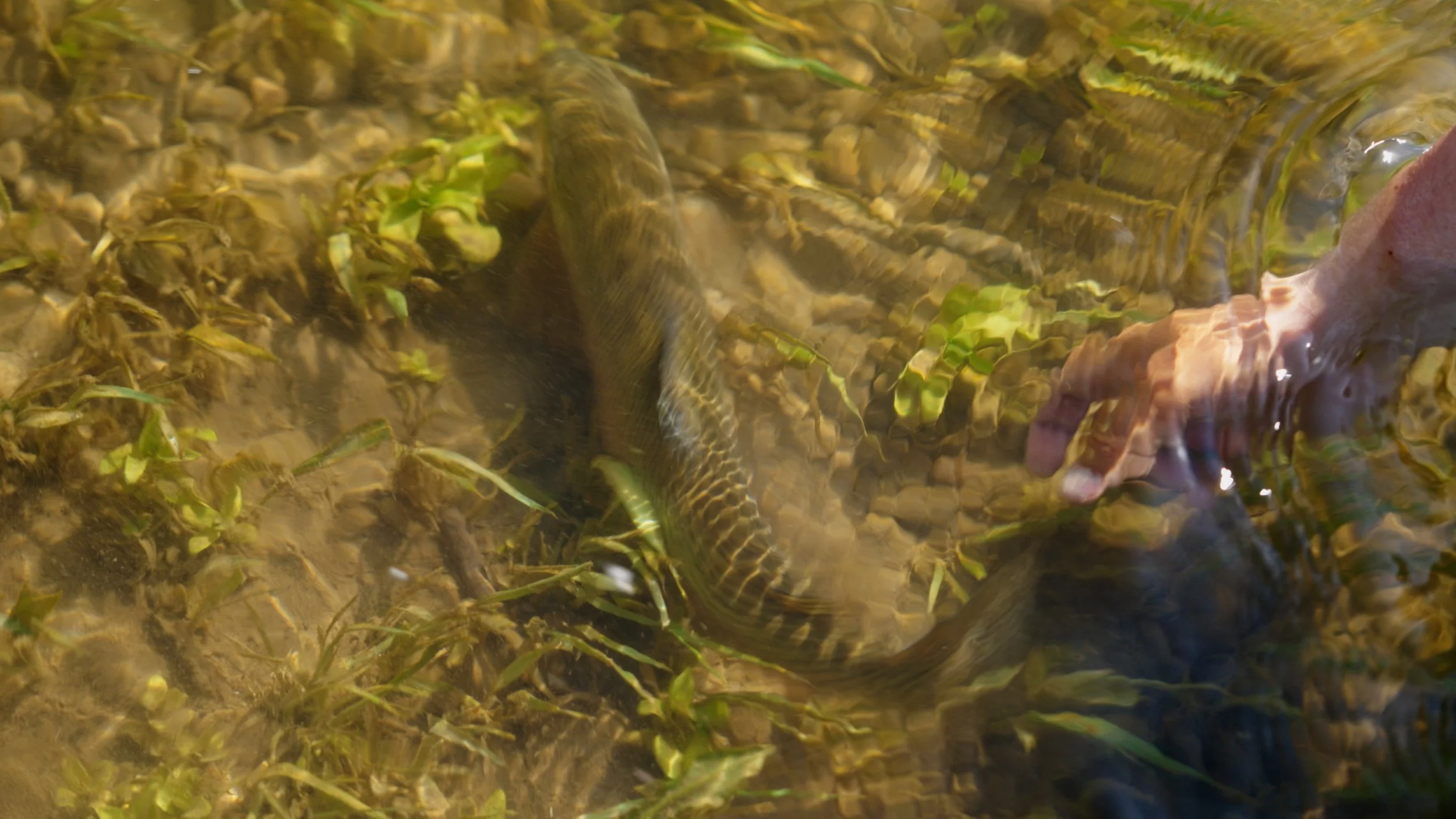 Sequence 01.00_00_20_17.Still005.jpg