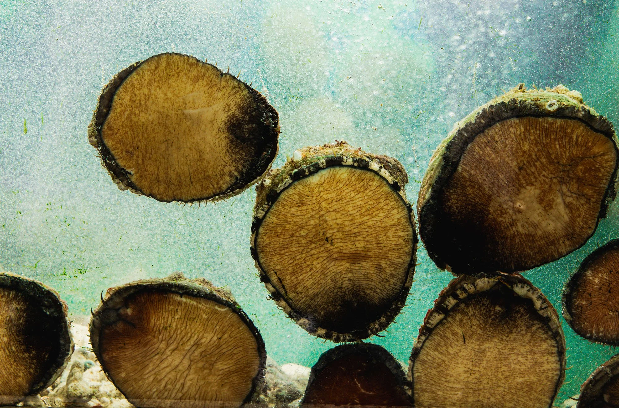 Close-up of several black and brown mushrooms stacked and submerged underwater with a turquoise background.