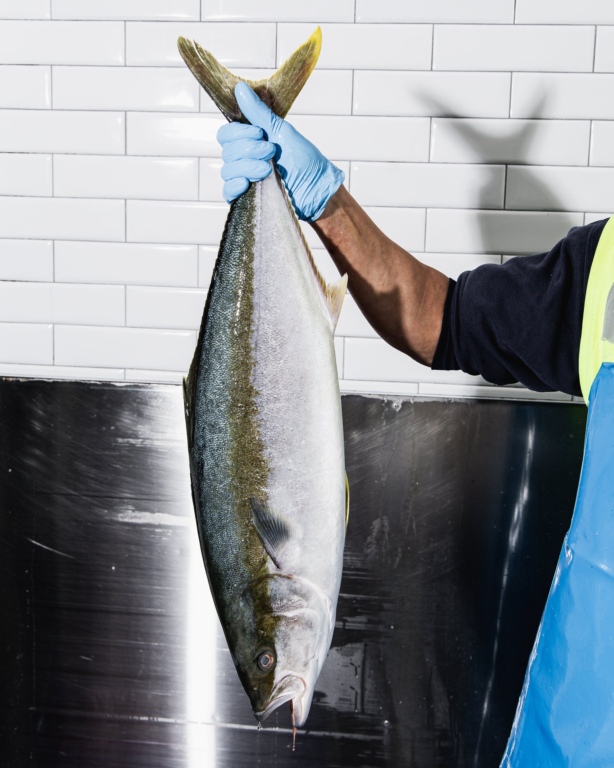 Fresh wholesale seafood selection at Nicholas Seafood  at The Sydney Fish Market