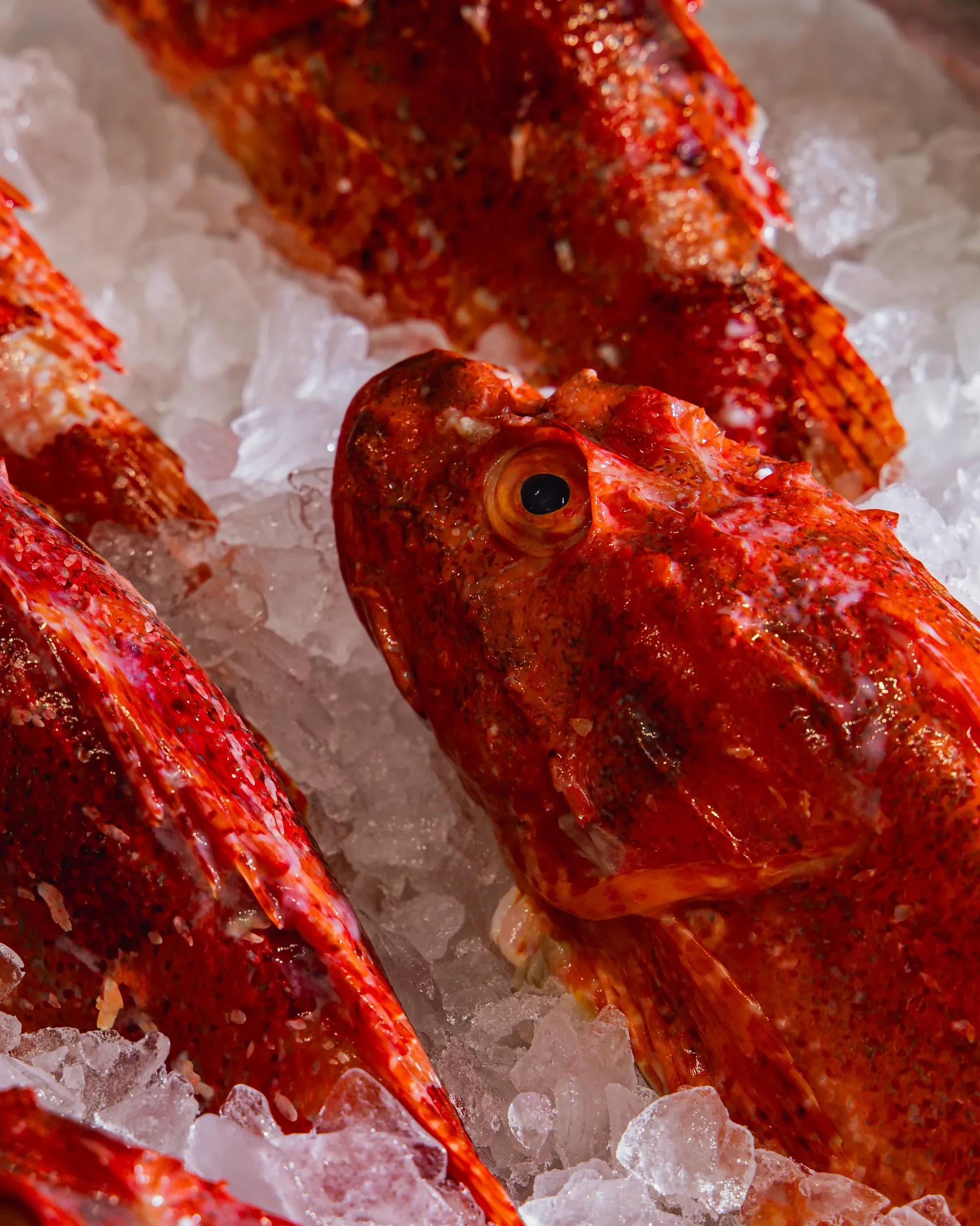 Close-up view of red fish with large eyes resting on crushed ice.