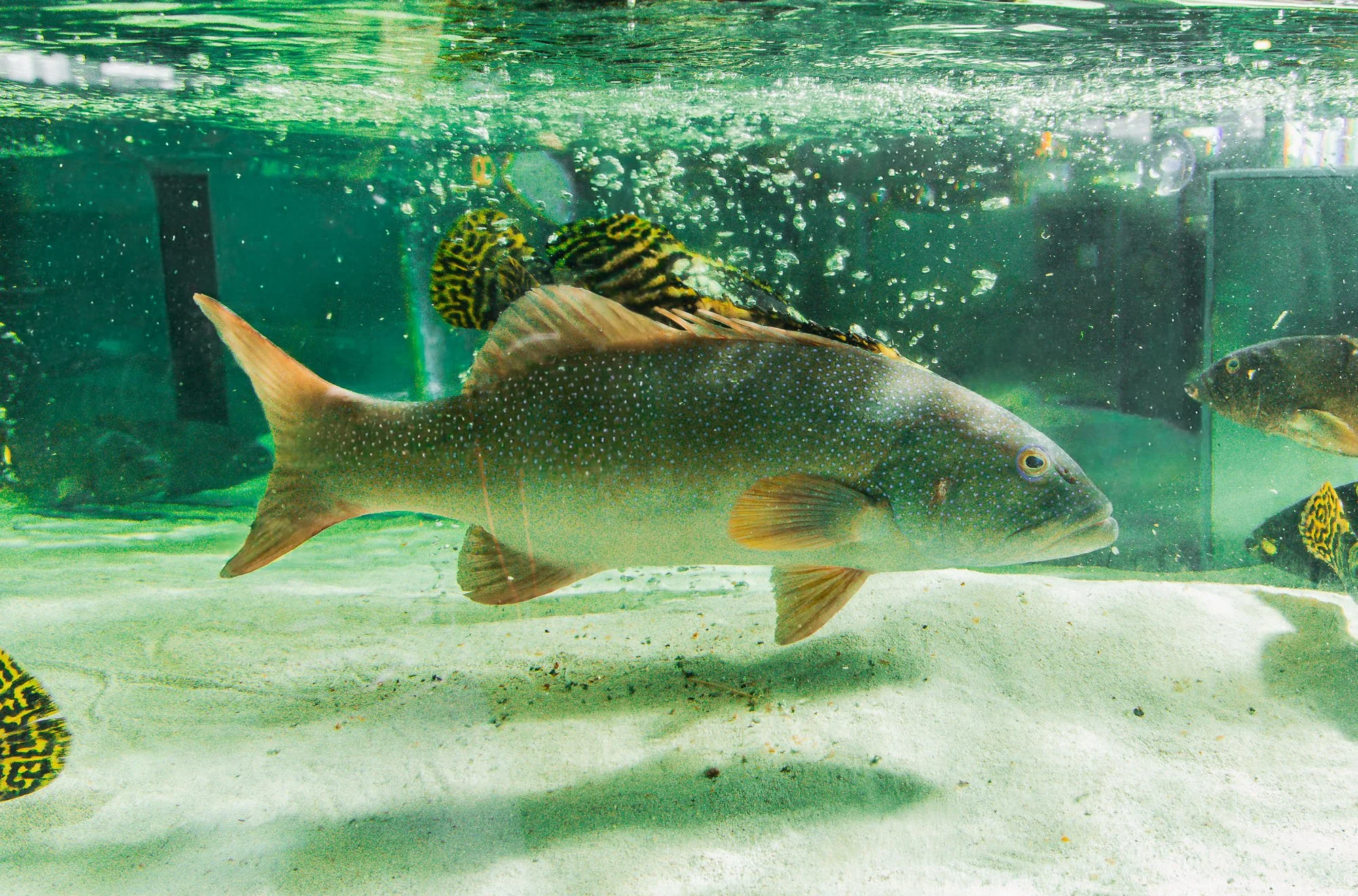 Underwater view of a fish tank with multiple fish, including a large fish with a spotted body and a smaller fish with black and yellow stripes, swimming among bubbles and aquatic plants.