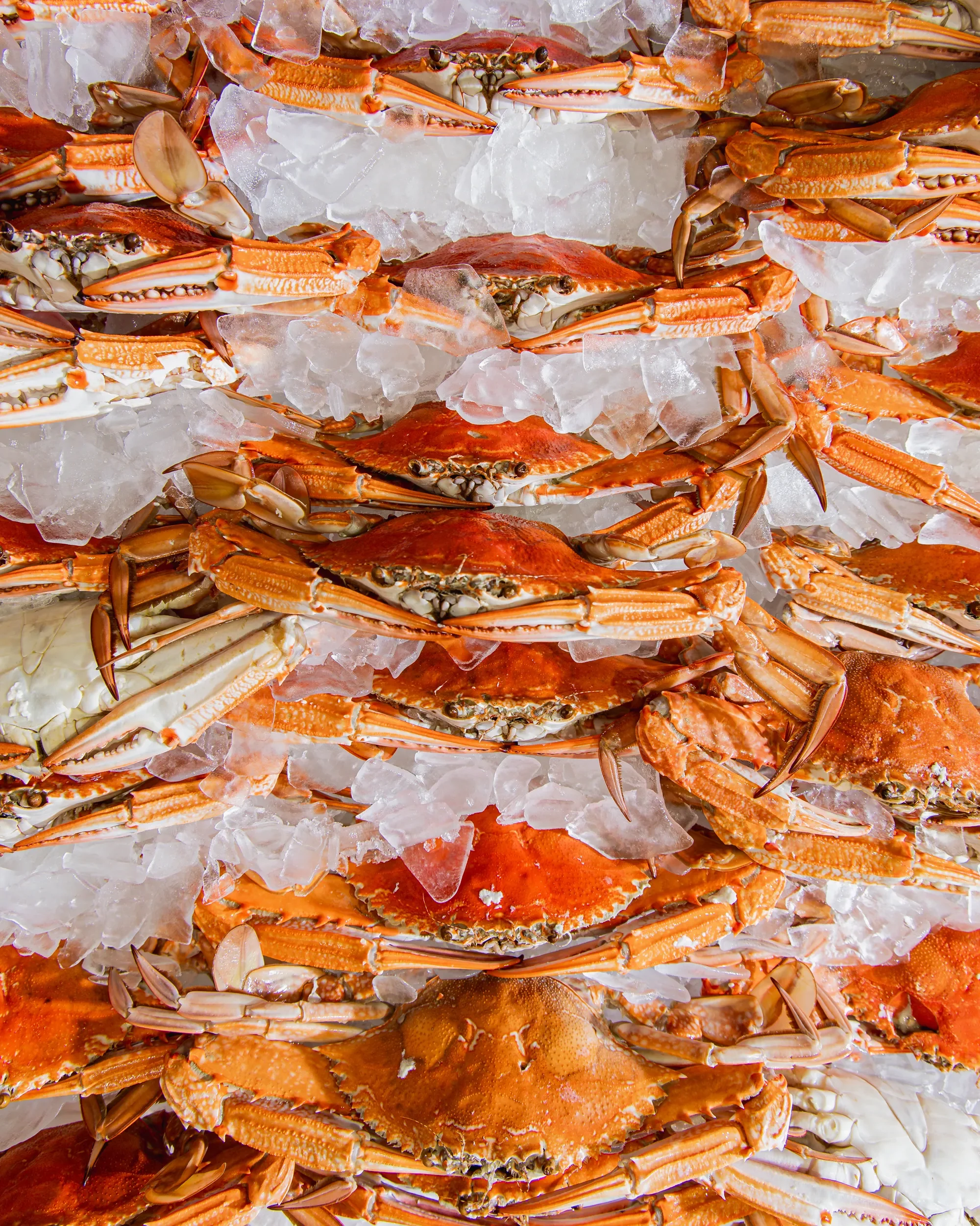 Crabs and lobsters on ice at a seafood market.