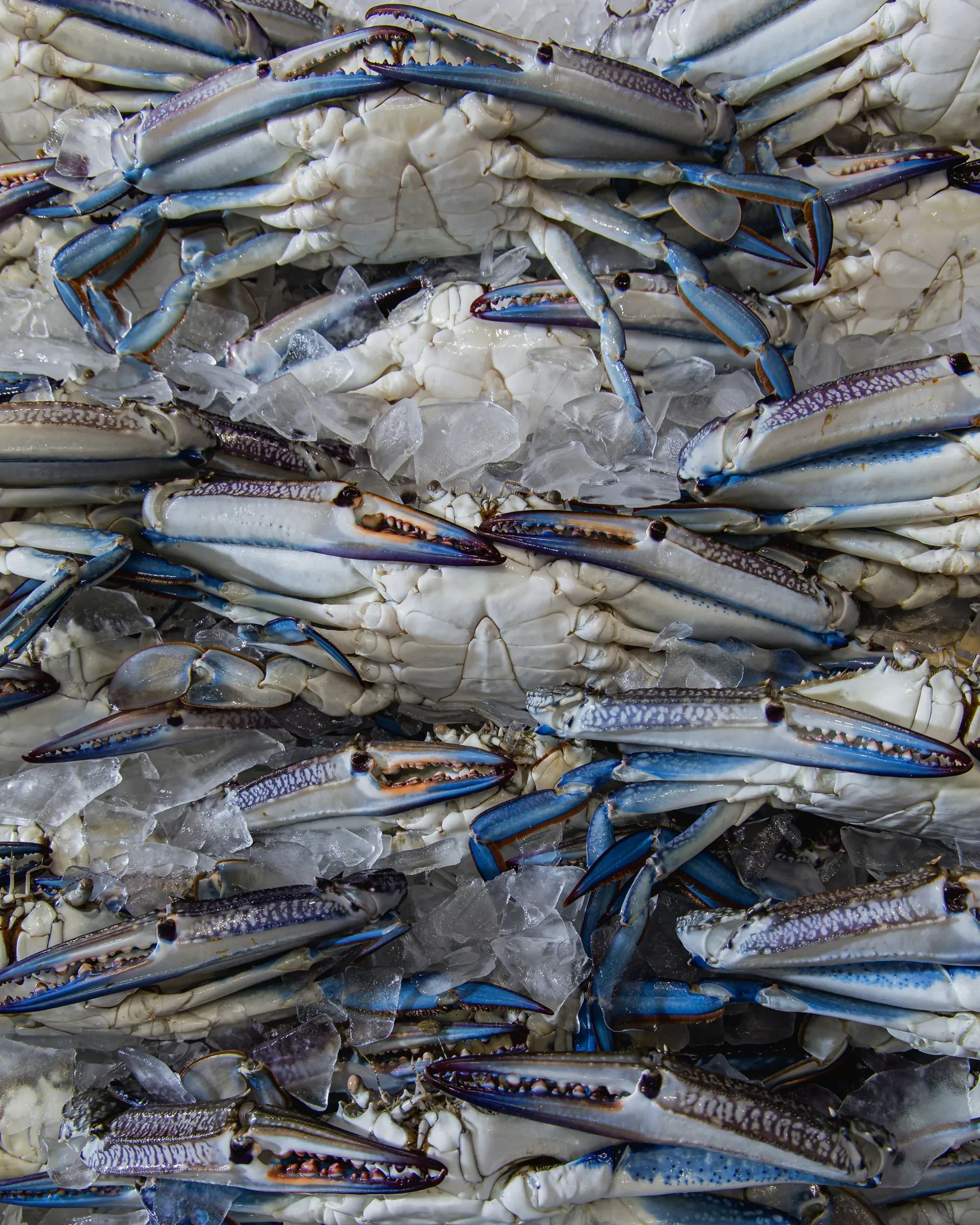 A pile of blue crabs with ice on their shells and claws.