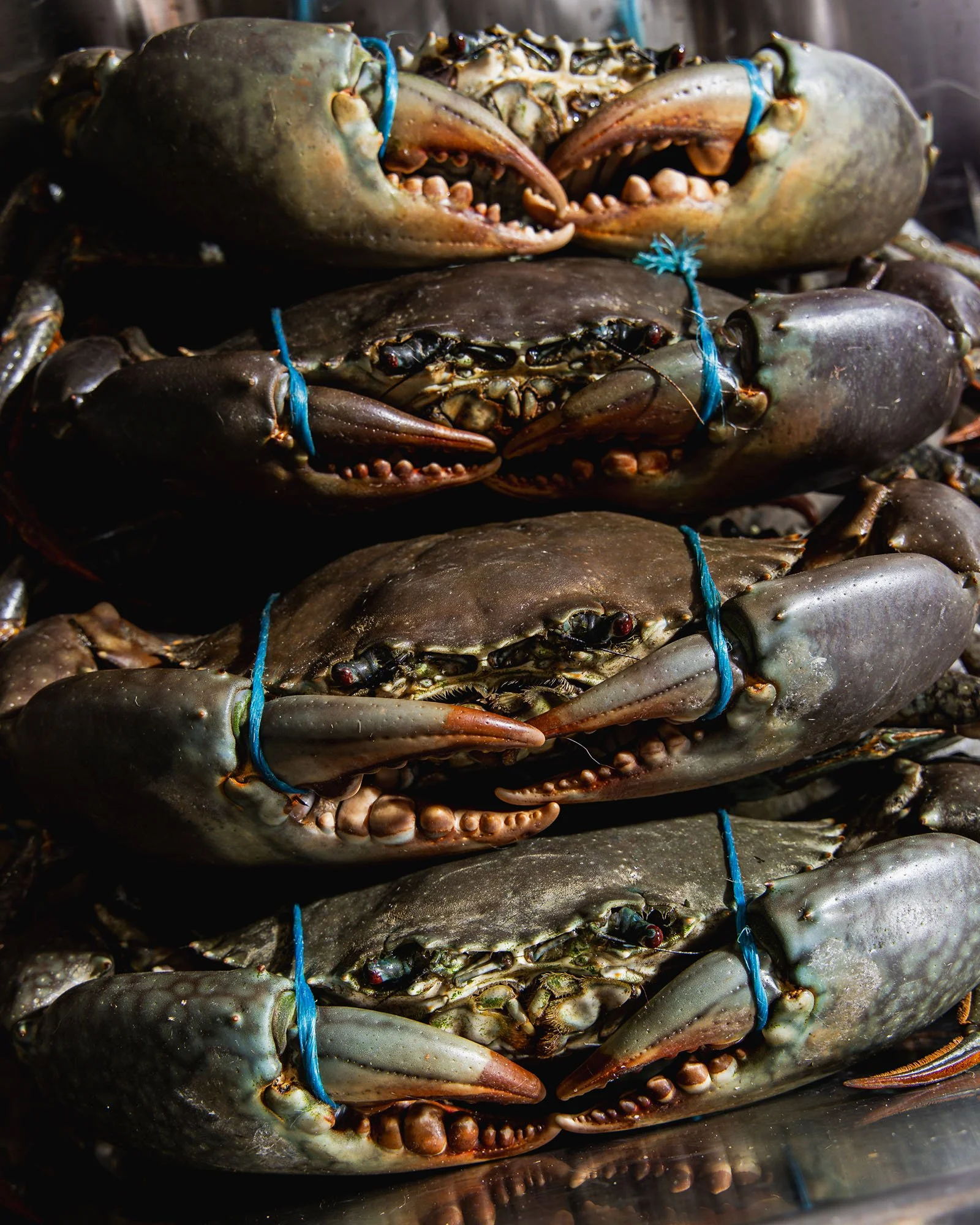 Several dark greenish-blue crabs tied with blue strings, stacked on top of each other.