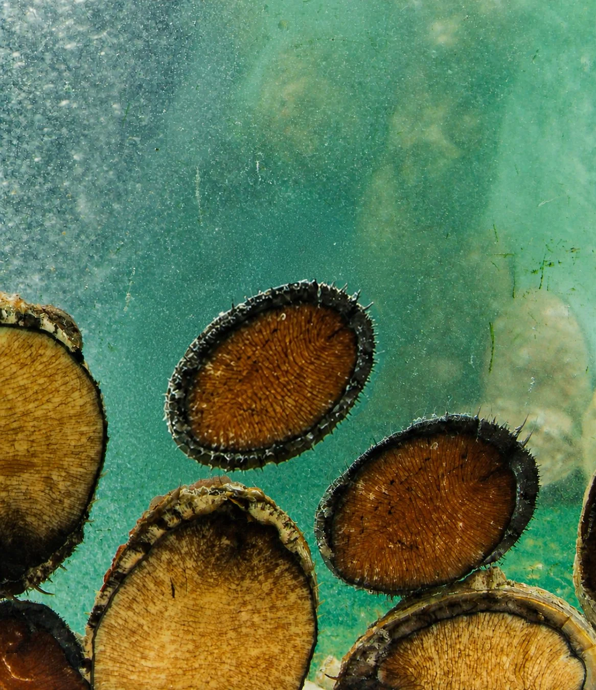 Close-up of cross-sectioned dried mushrooms against a turquoise background.