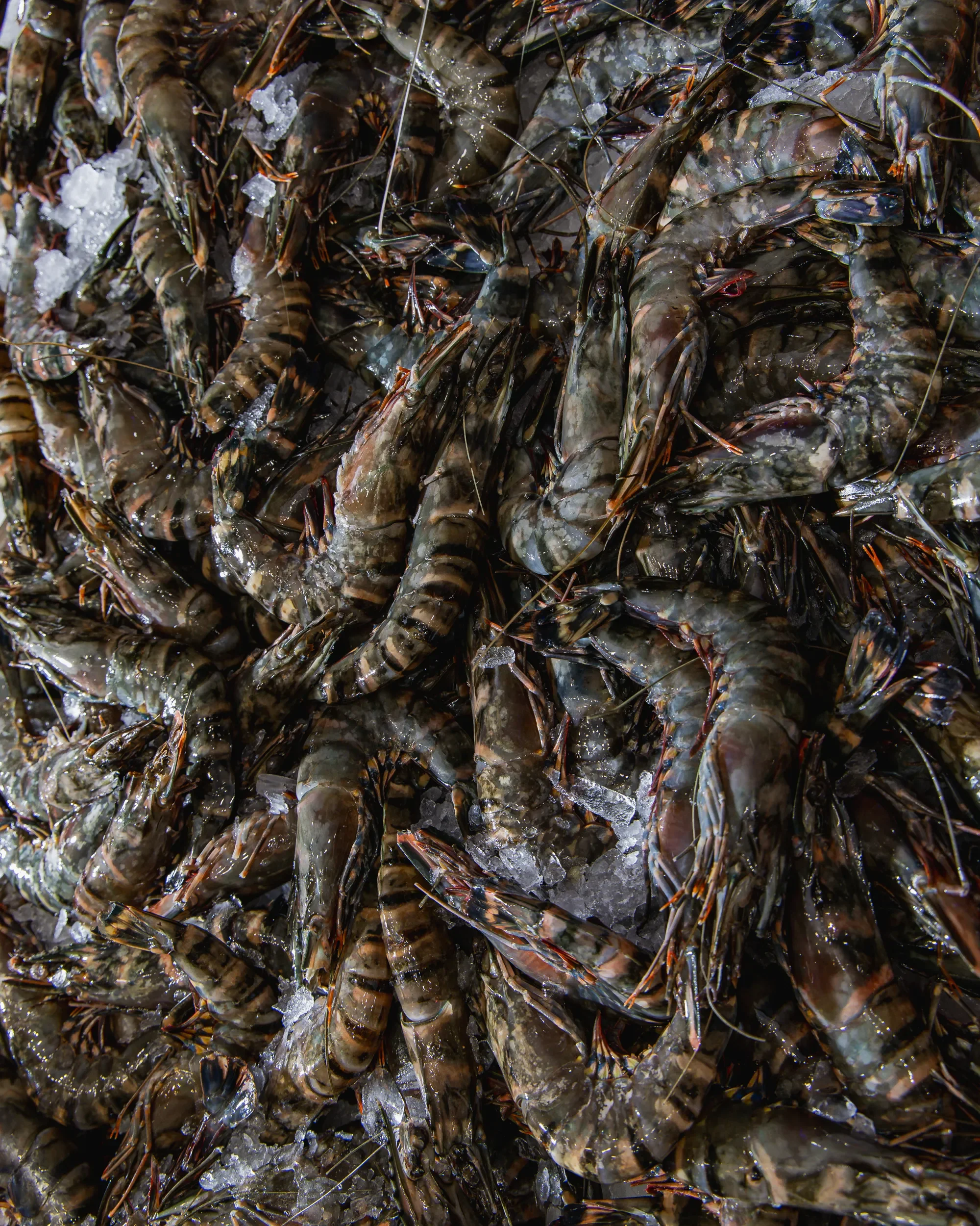 A close-up of a pile of fresh shrimp with ice.