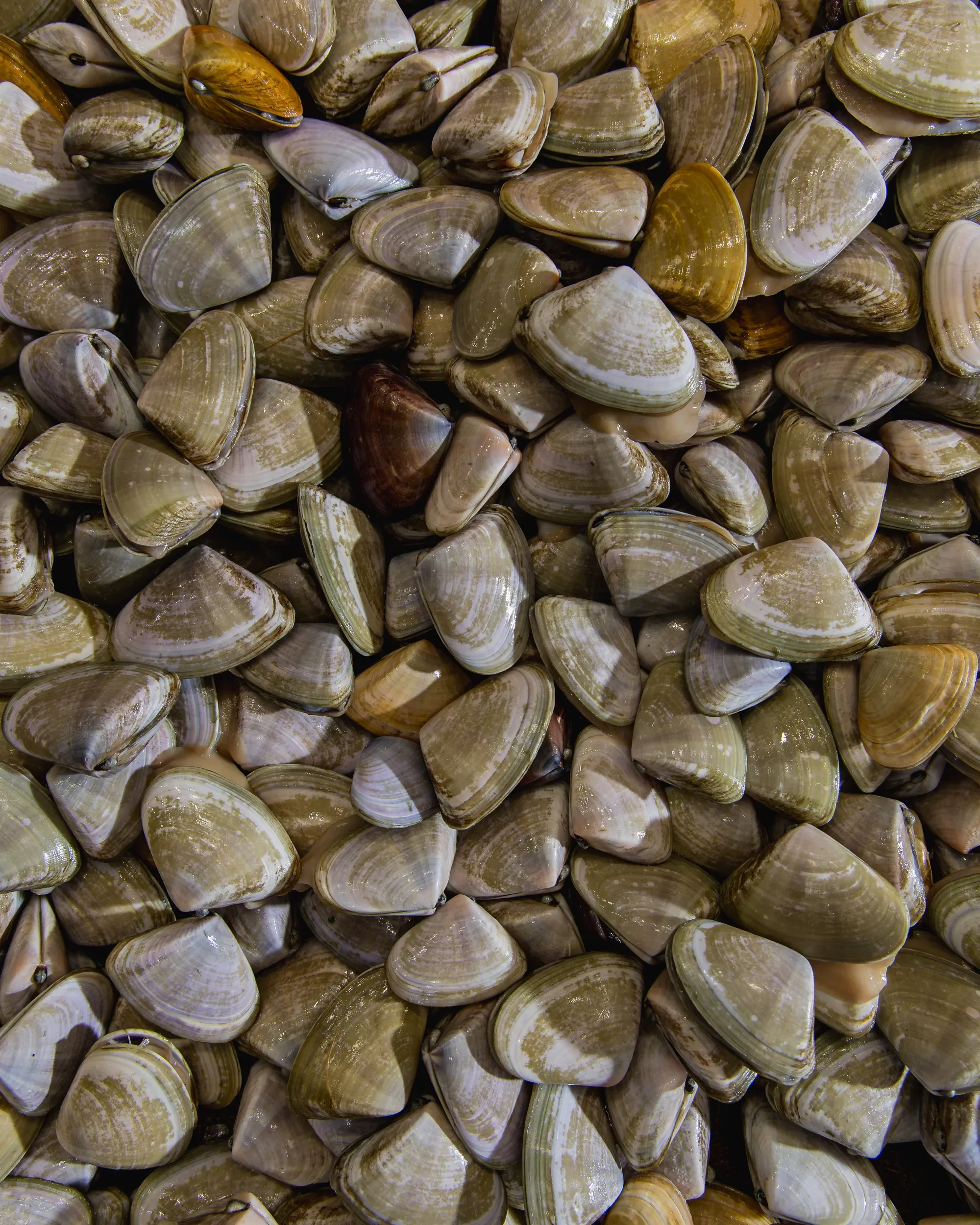 A close-up of many seashells with a variety of shapes and colors, predominantly browns, beiges, and some light purples.