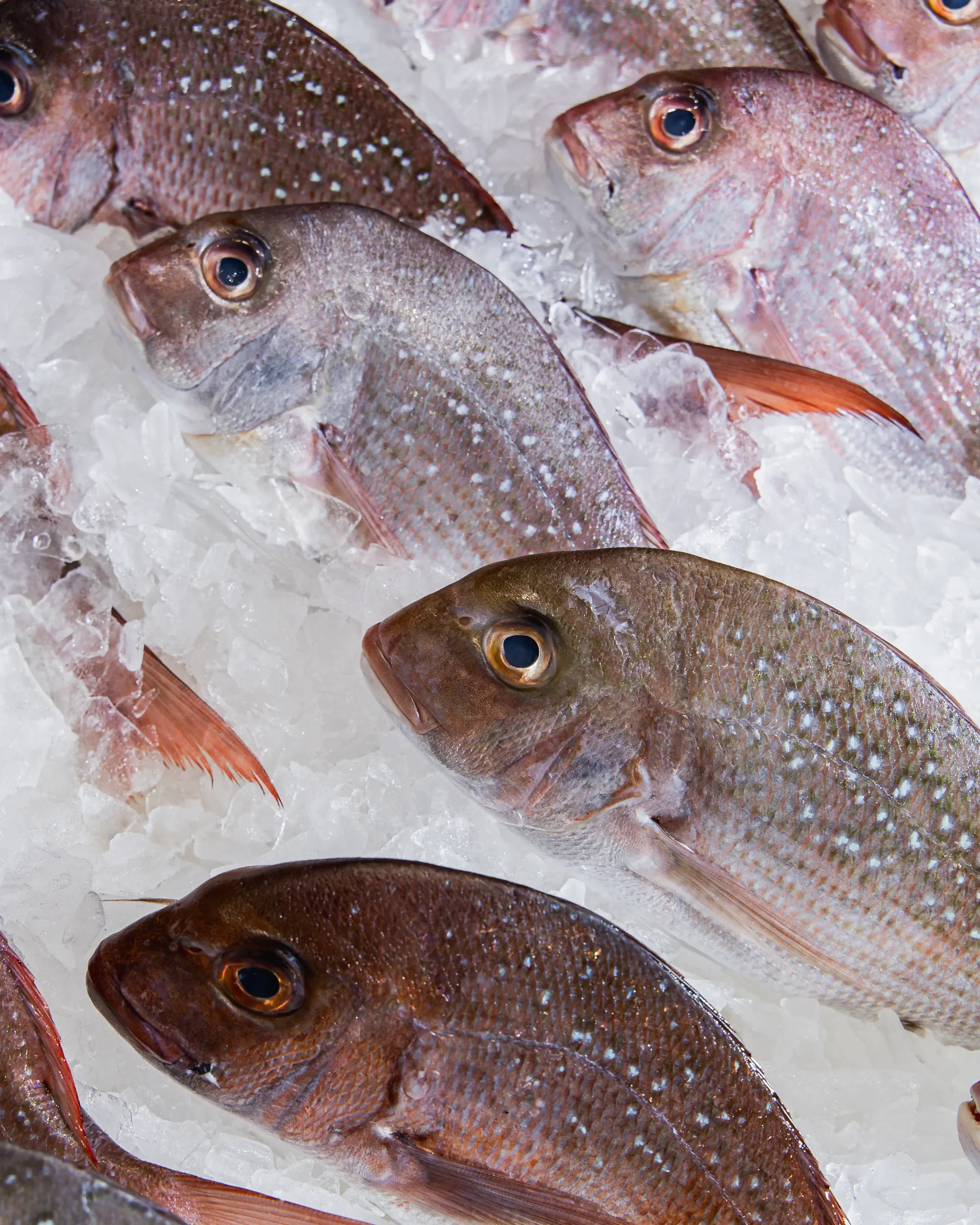 Fresh fish displayed on ice at a market, featuring red and silver-colored fish with noticeable eyes and scales.