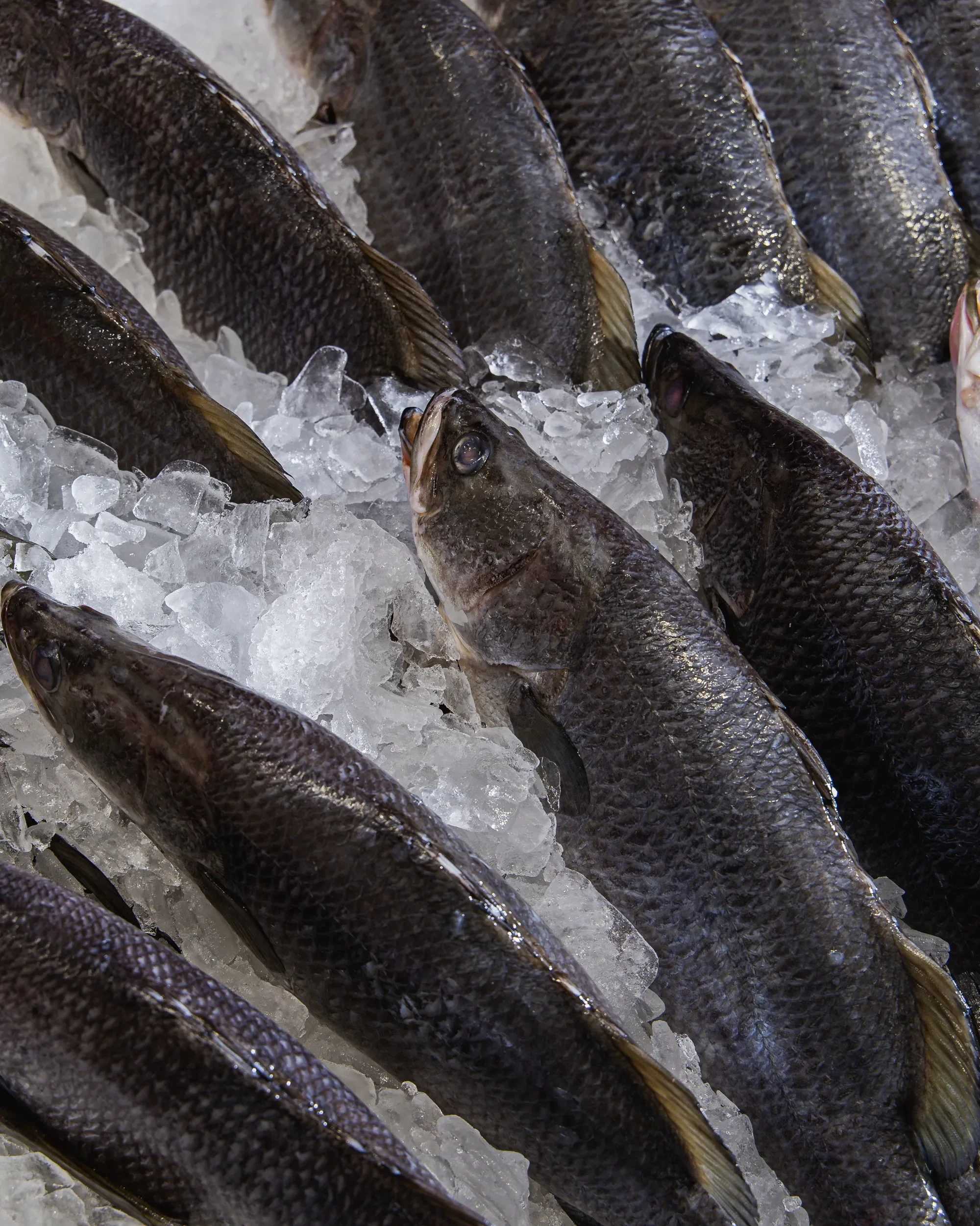 Fresh fish, likely from a seafood market, laid on a bed of crushed ice.