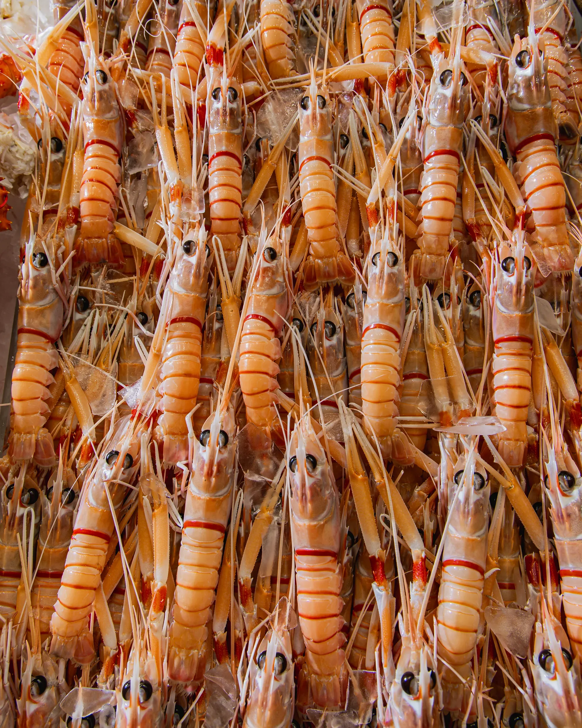 A large pile of raw shrimp with heads attached, arranged in a dense pattern.