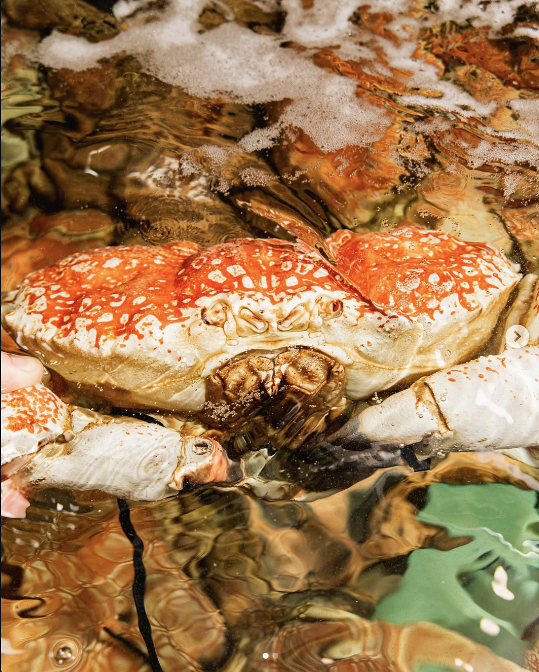 A close-up of a red and white crab submerged in water with foam and bubbles on the surface.