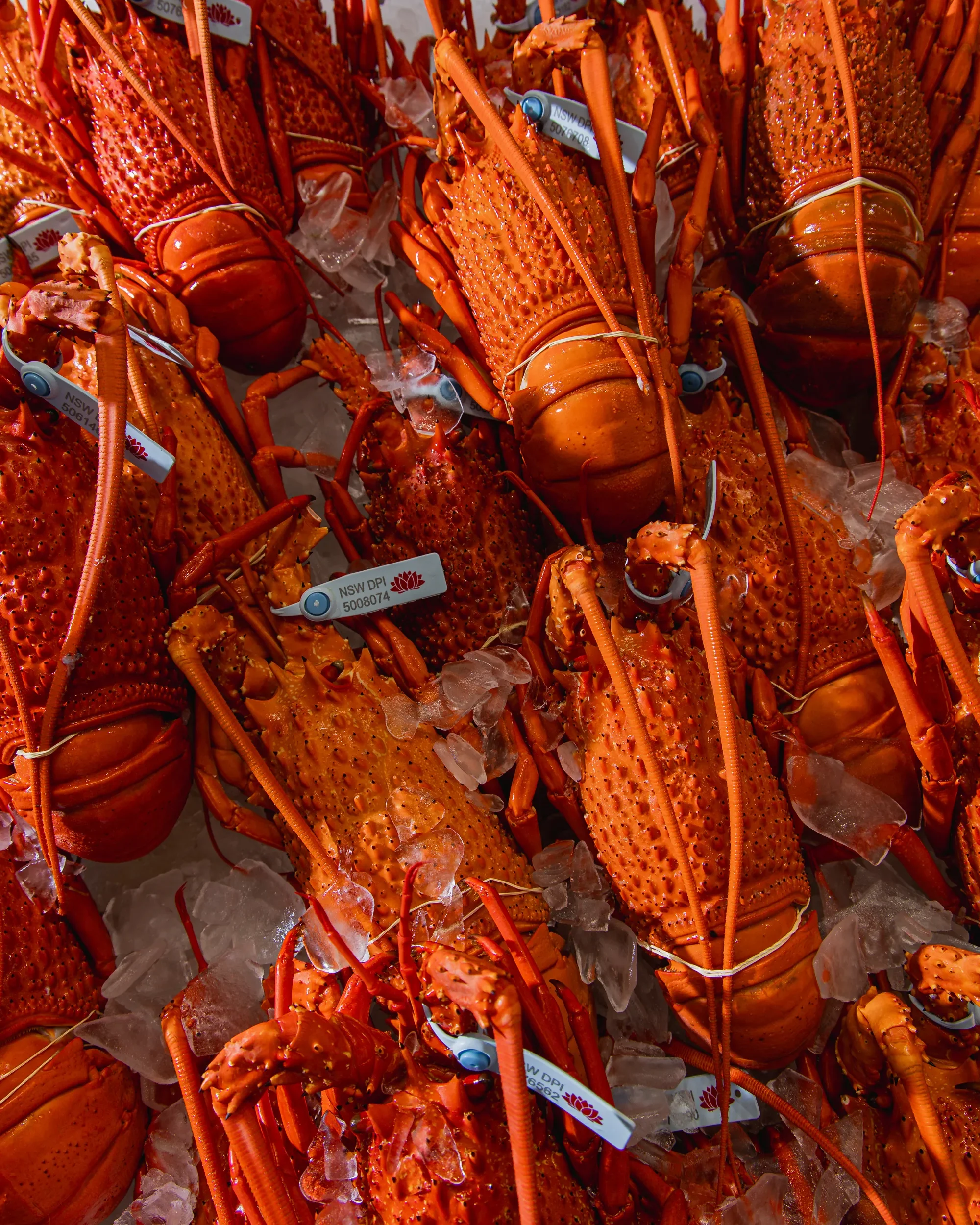 Fresh lobsters on ice at a seafood market. The lobsters are orange-red and tied with rubber bands, with tags attached to some.