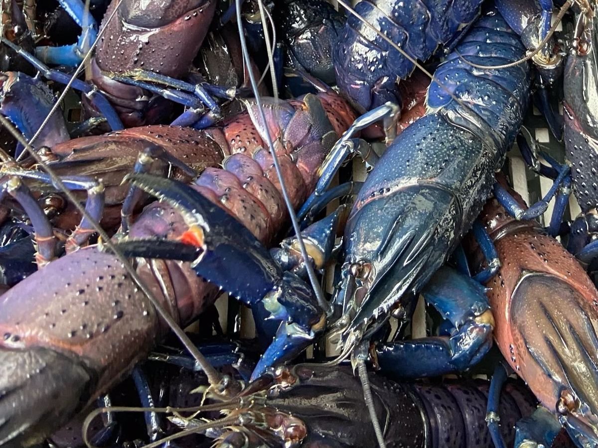 A pile of freshly caught lobsters with blue and reddish shells, stacked together.