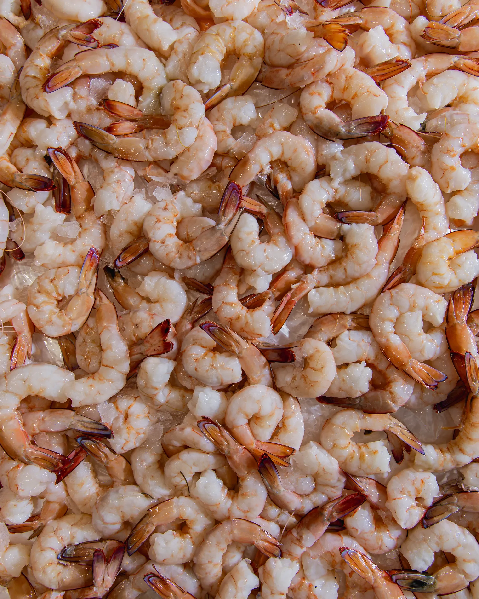 Fresh raw shrimp with shells still on, arranged on ice.