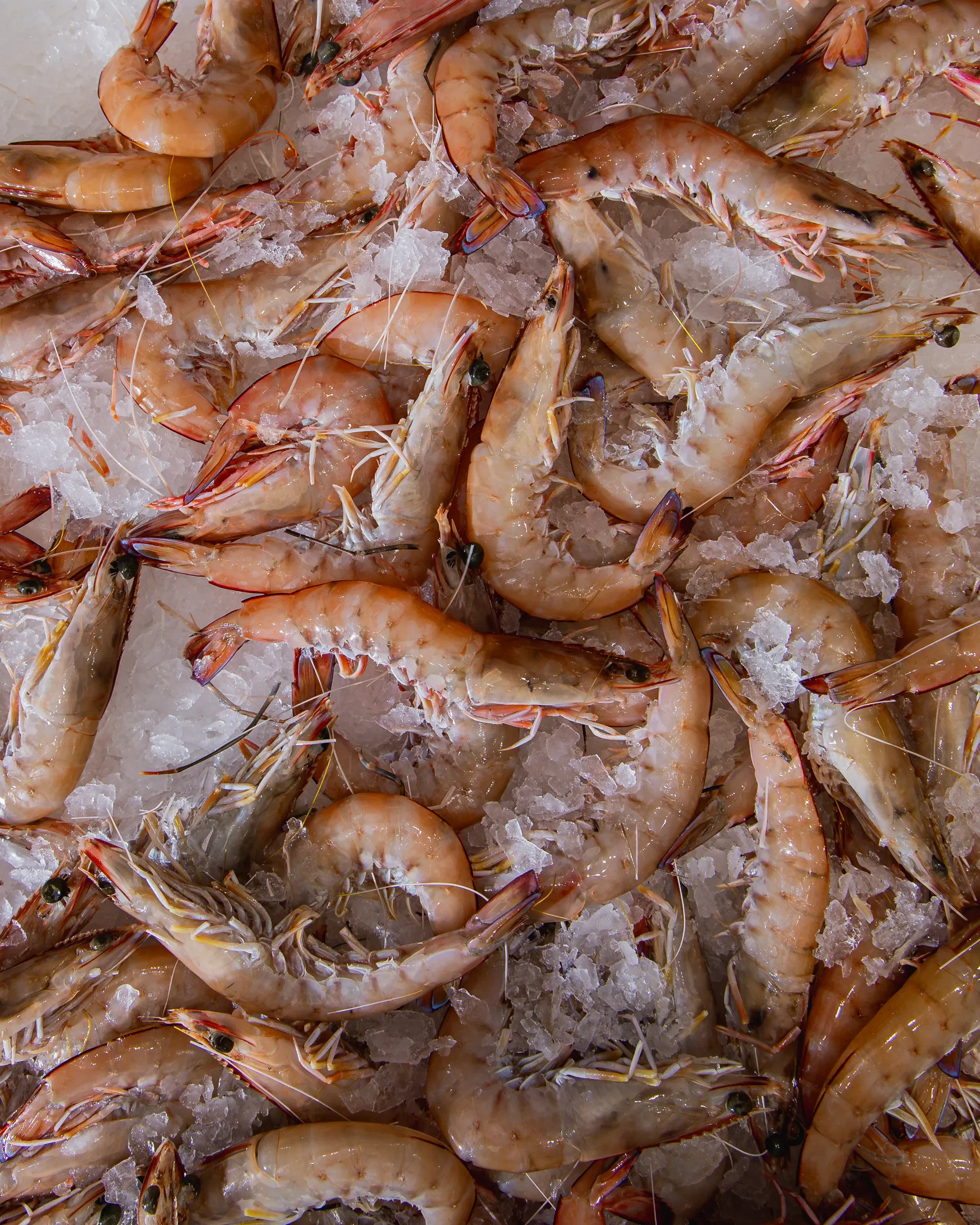 Fresh raw shrimp on ice