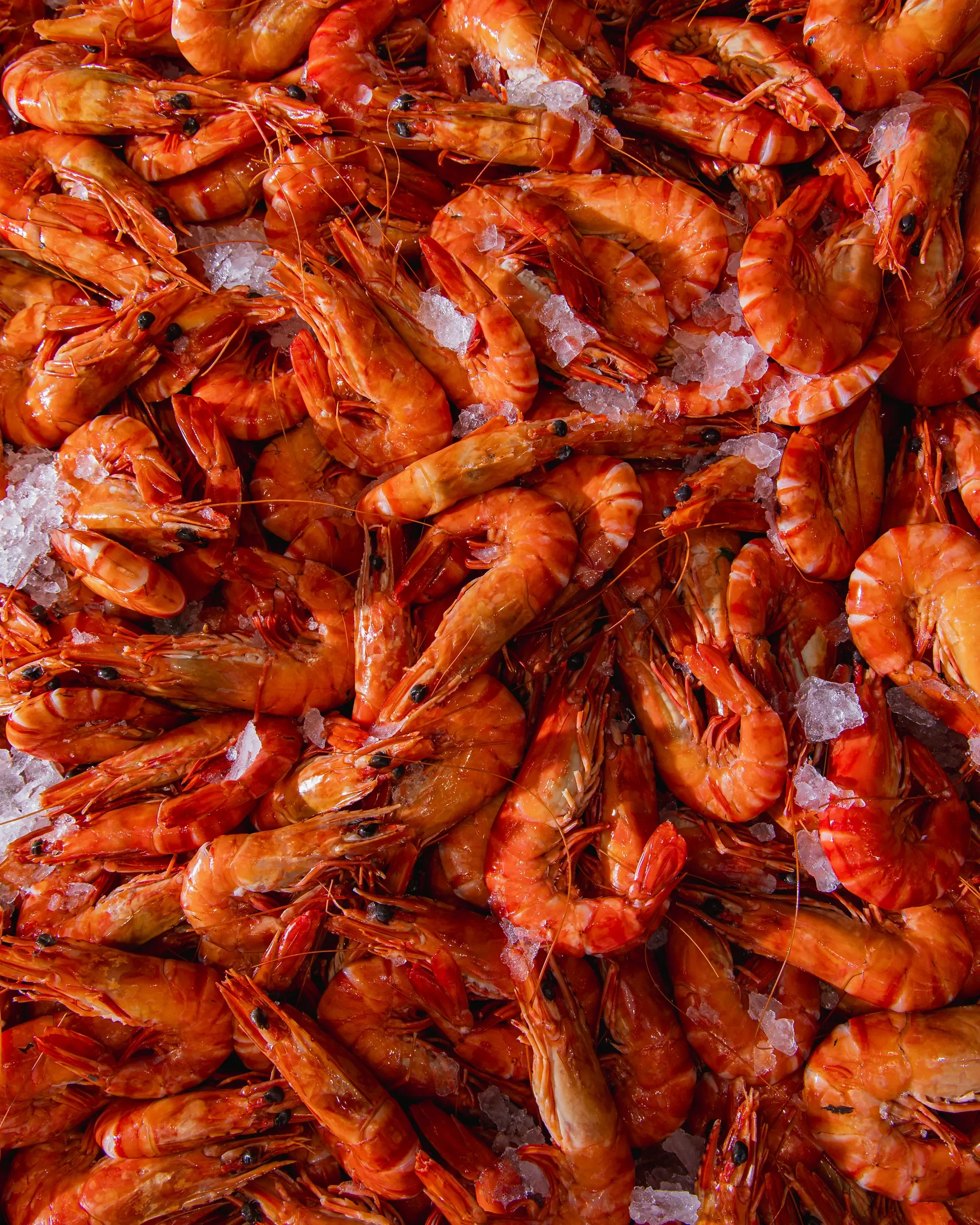 A close-up of cooked shrimp with ice chips scattered on top.