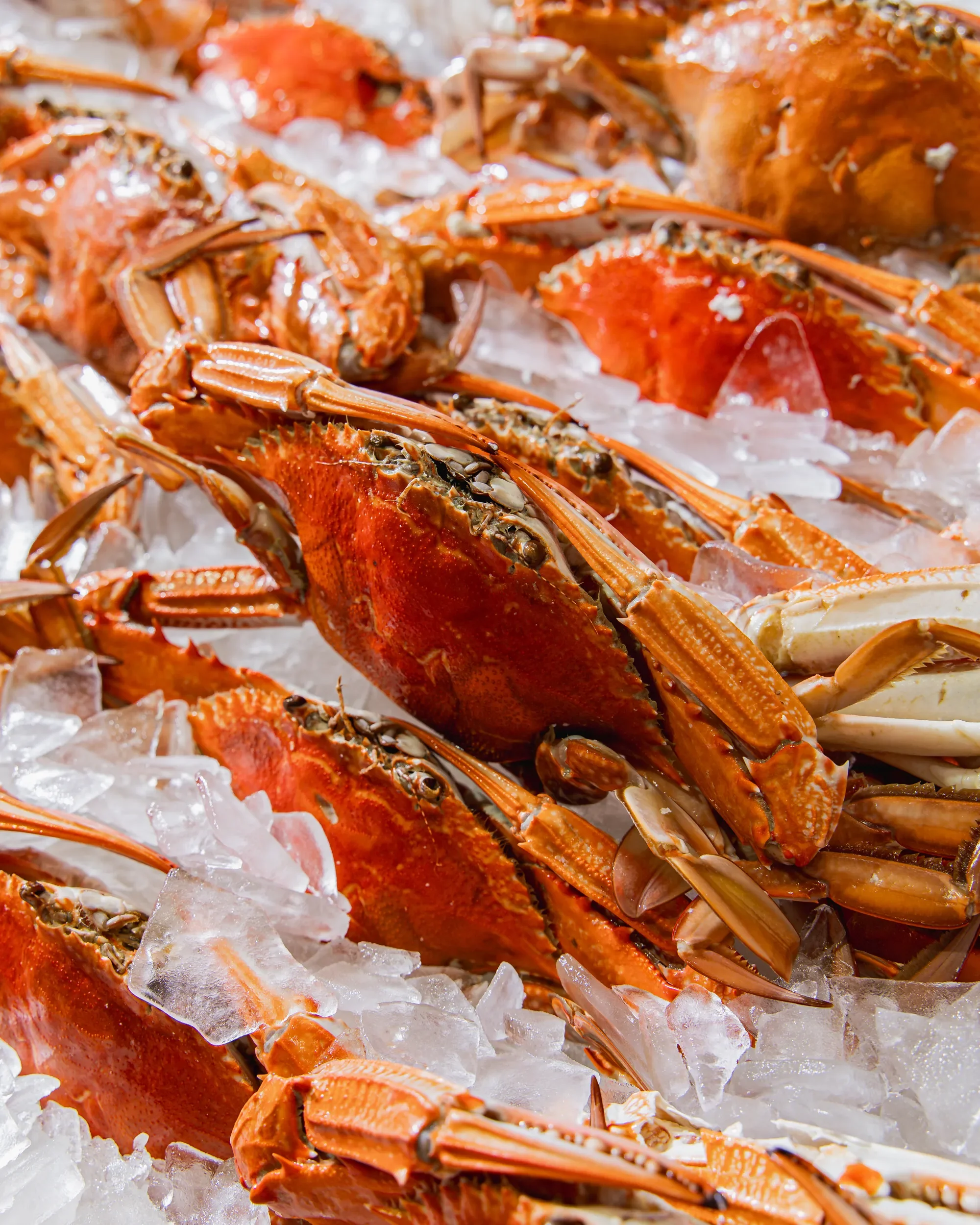 Fresh cooked lobsters on ice with shells and claws visible.