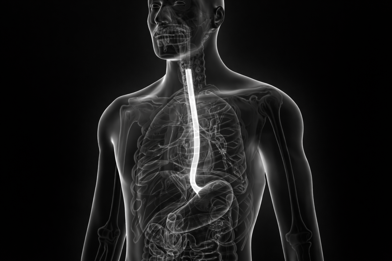 A human figure with a transparent body showing the digestive system, including the esophagus, stomach, and intestines, in a medical illustration style.