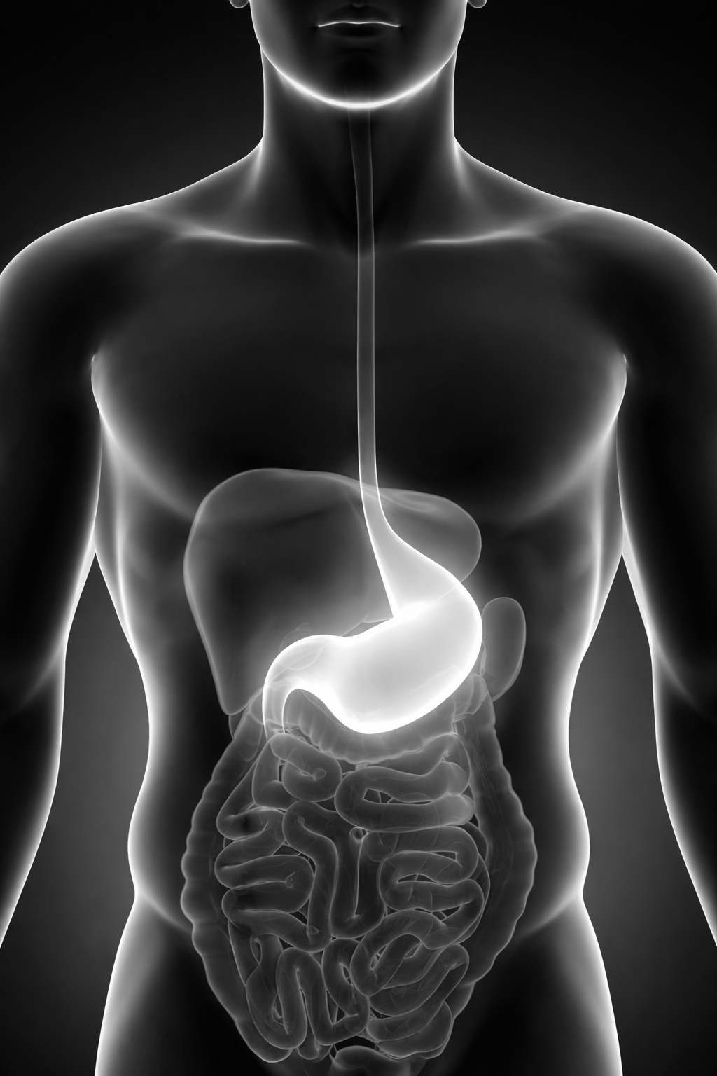 X-ray style illustration of a human torso showing internal organs, mainly stomach and intestines, with a focus on digestive system.
