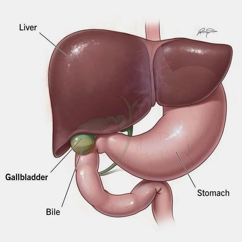 Diagram of human internal organs including liver, stomach, gallbladder, and bile duct.