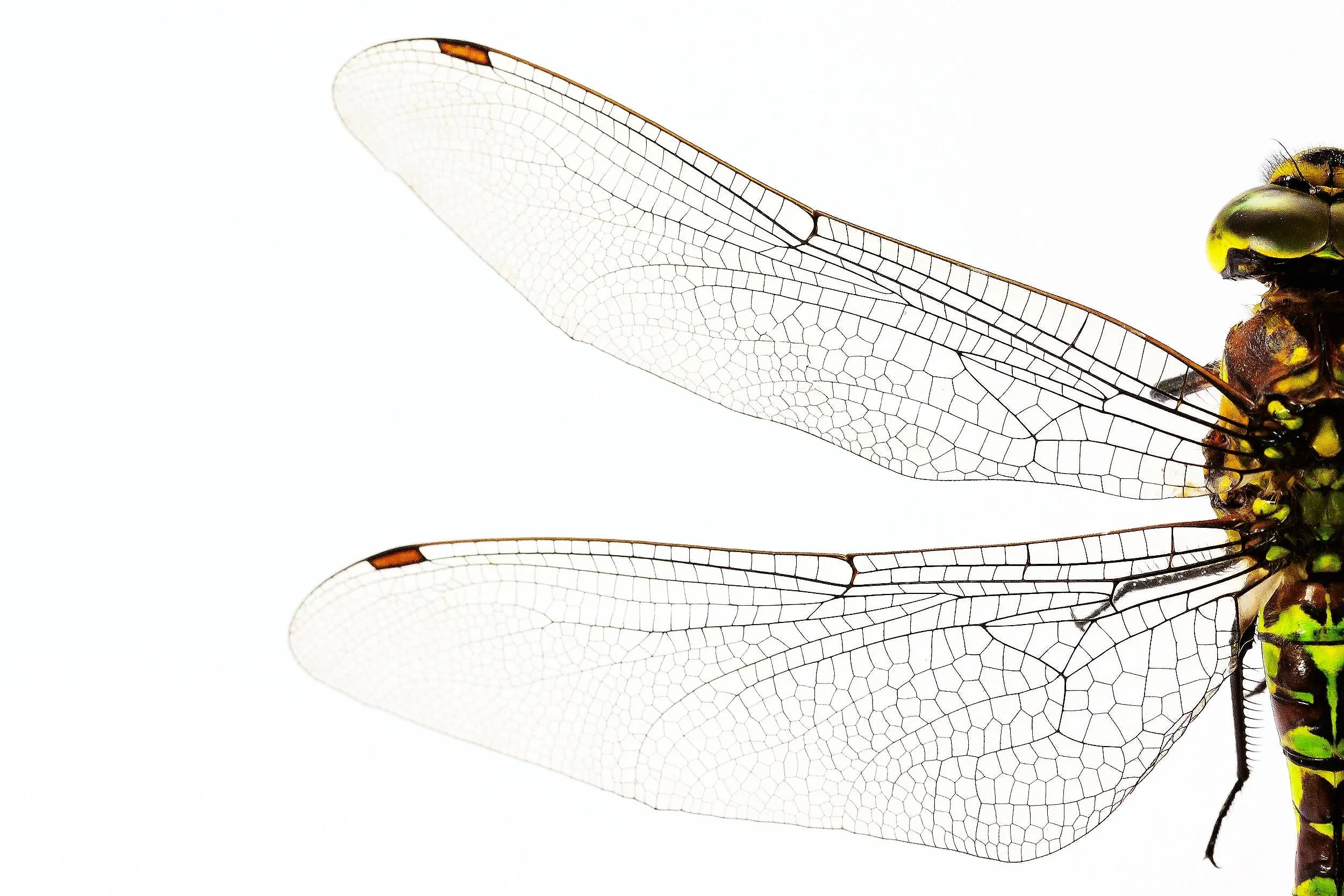 Macro view of transparent dragonfly wing veins forming a natural geometric grid and spatial web structure.