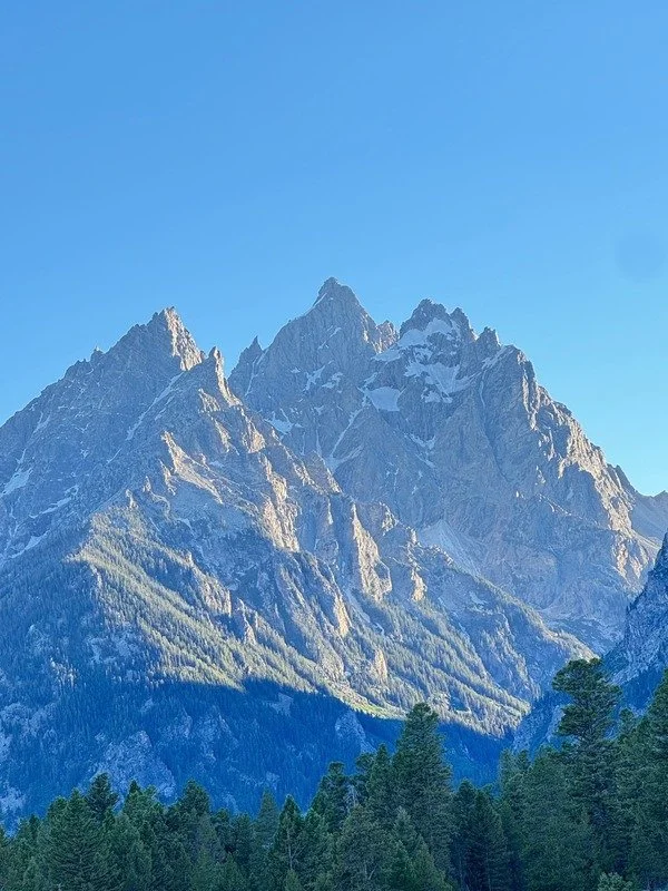 Tall snow-capped Teton mountain range with a dense forest of evergreen trees at the base, under a clear blue sky.