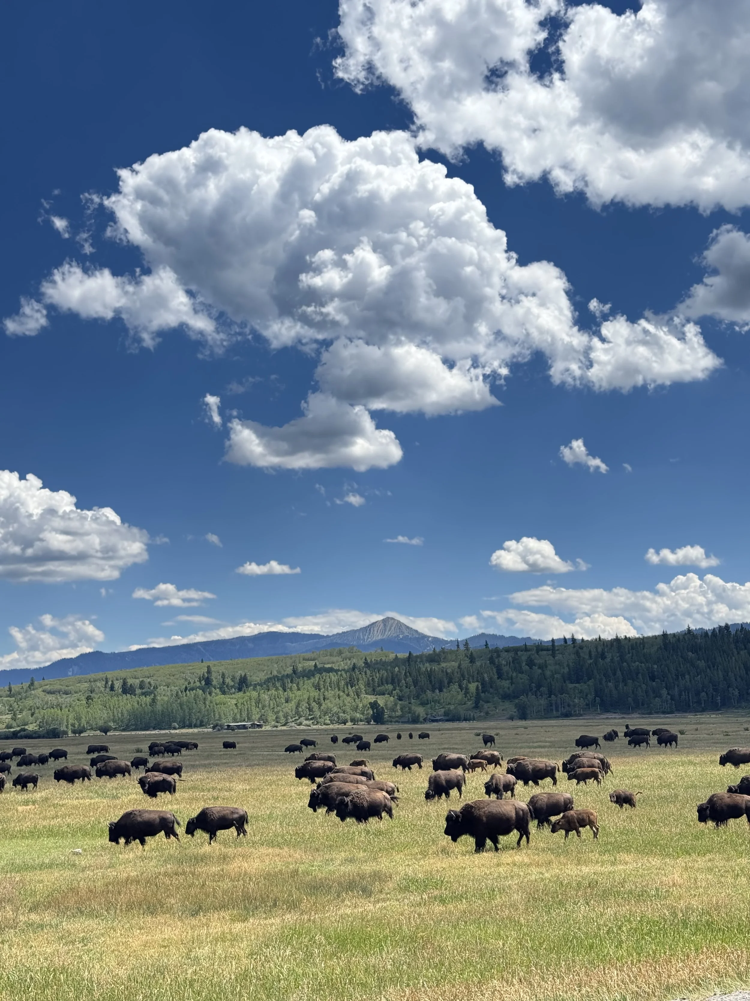 A vast green field with bison grazing under a blue sky dotted with fluffy white clouds, with mountains in the distance.