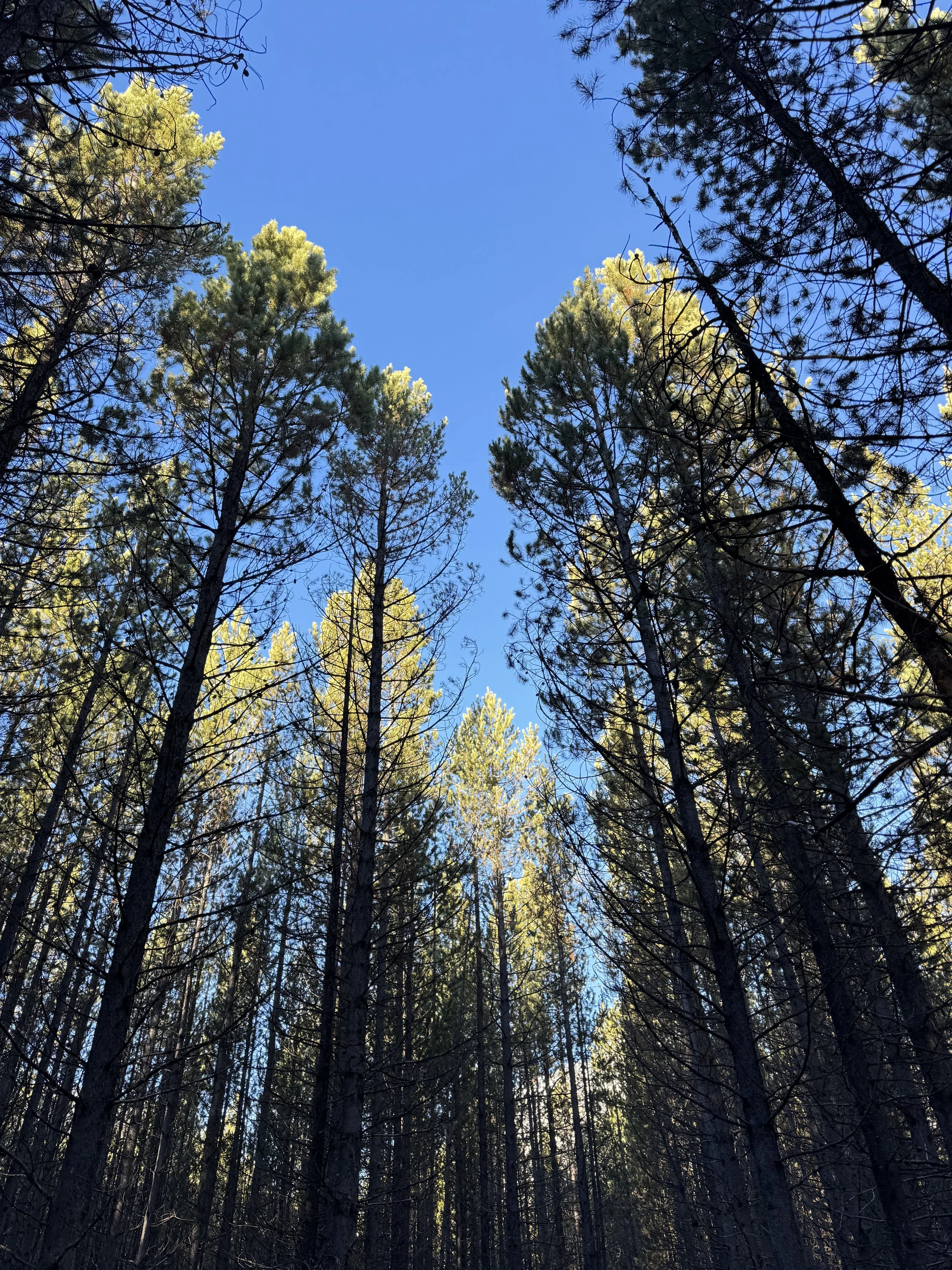 Looking up at tall trees in a forest with a clear blue sky visible through the branches.