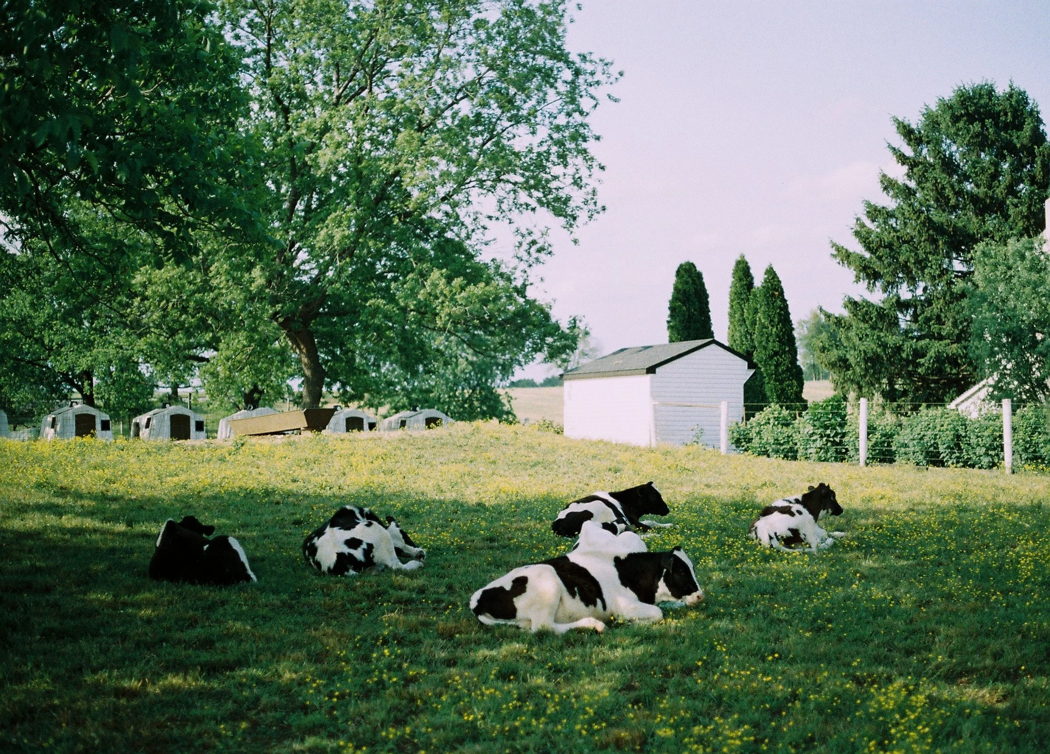 We don't have a lot of black and white cows in North Carolina, so I found these chilling amongst the yellow flowers especially beautiful