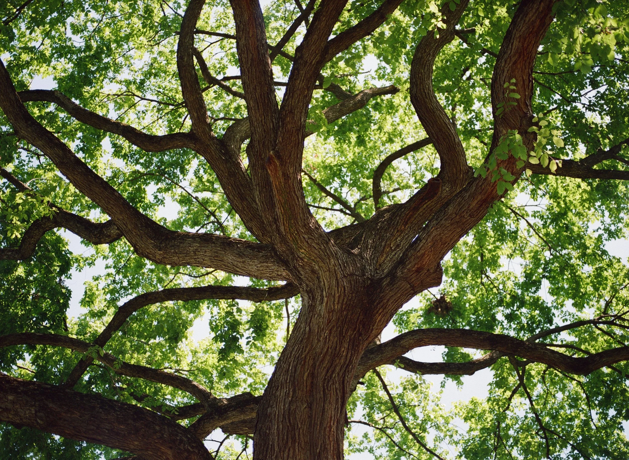 kodak_800_c_41_29058_138646_309149_000065470007.jpg
