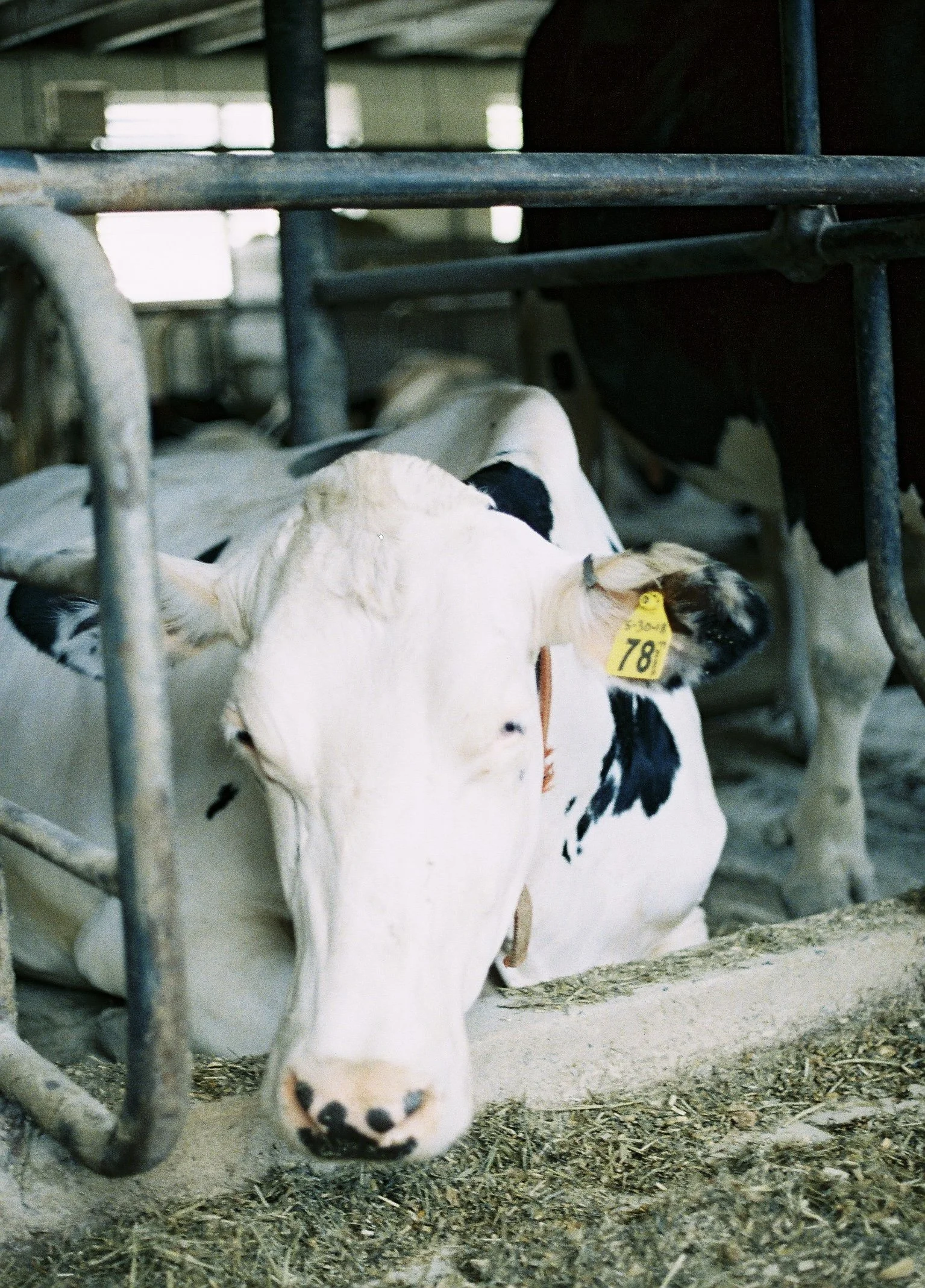 From a dairy farm in amish country