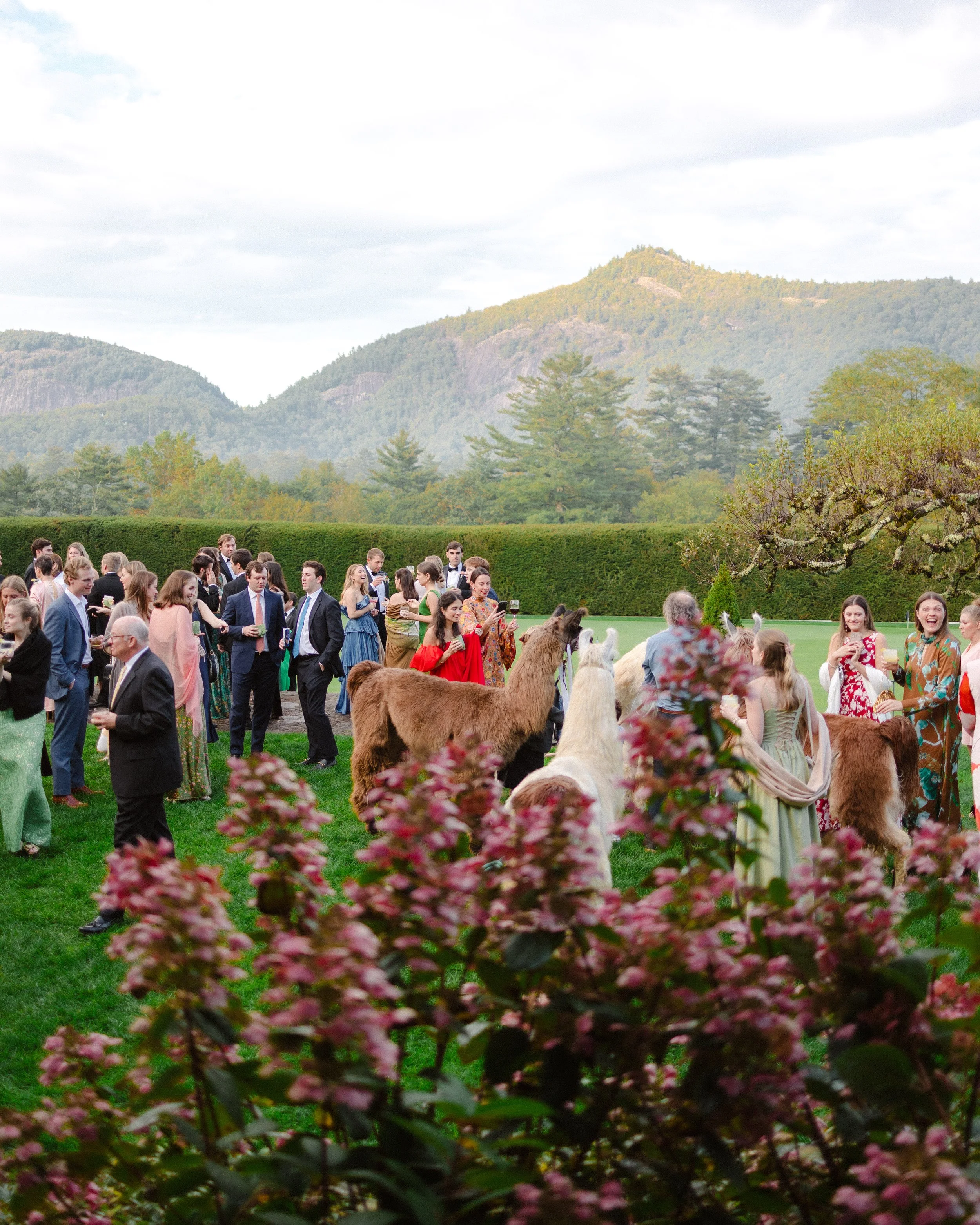 Outdoor gathering of people in formal attire near mountain landscape, with llamas among the crowd and pink flowers in the foreground.